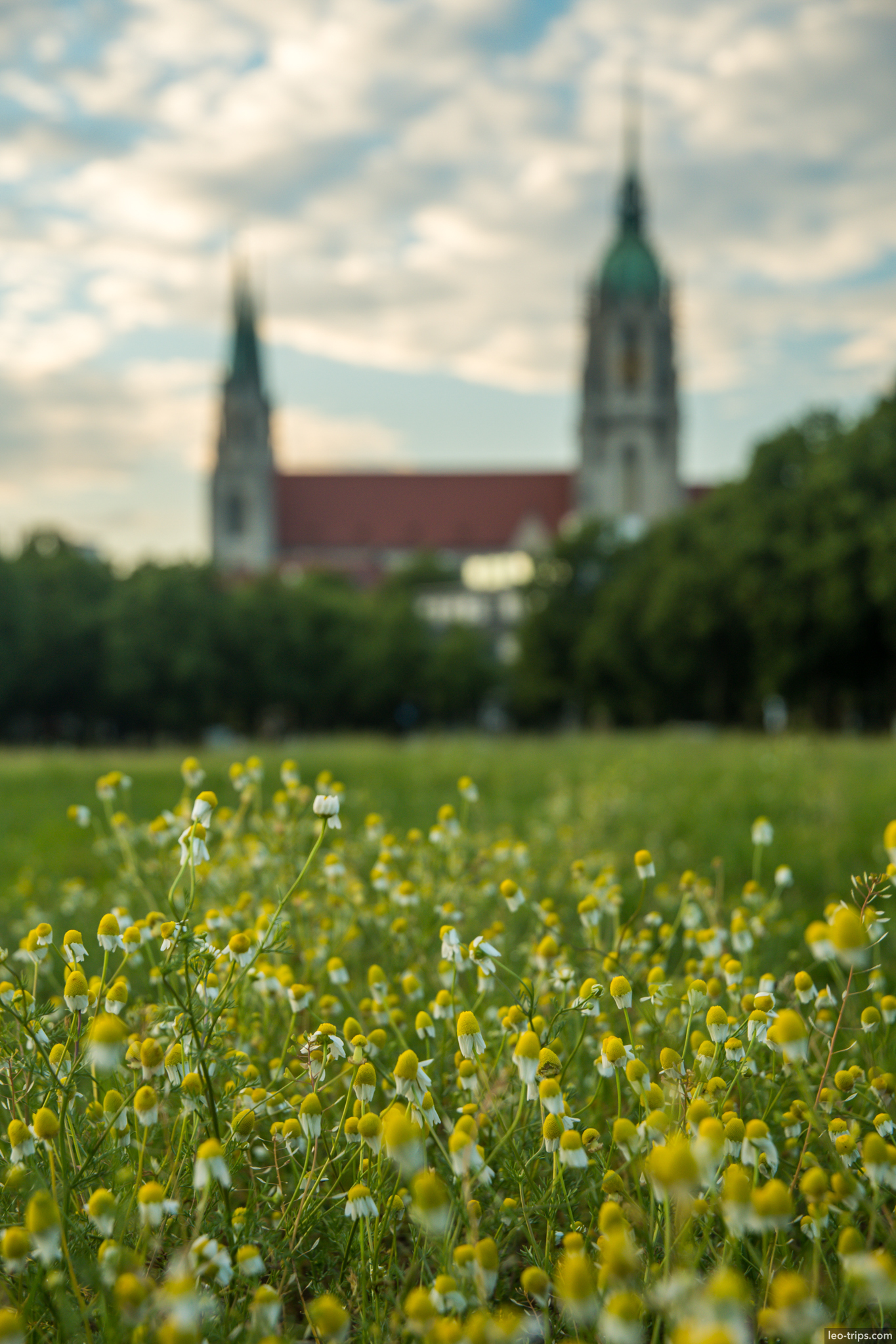 wildflowers meadow st paul church towers munich