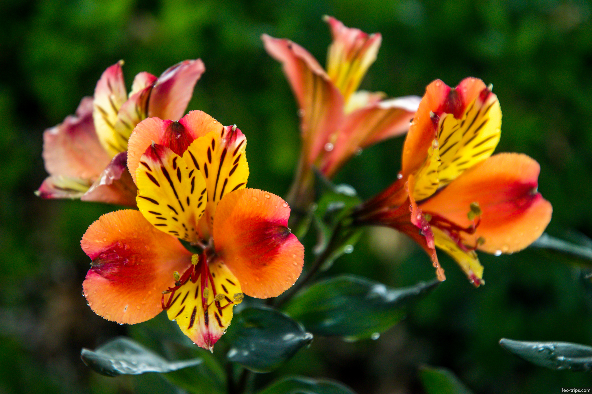 alstroemeria orange flowers garden nuremberg