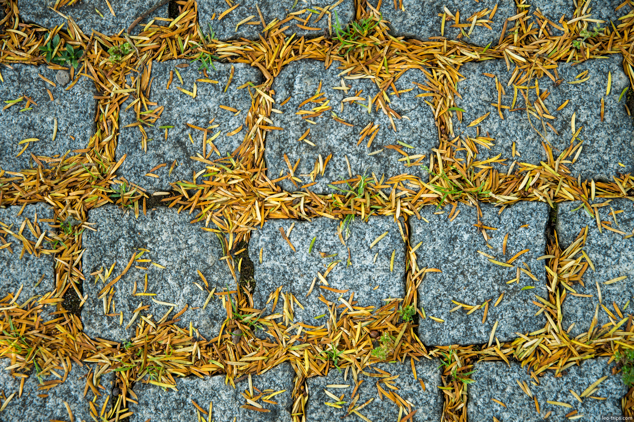 cobblestone pavement pine needles texture nuremberg