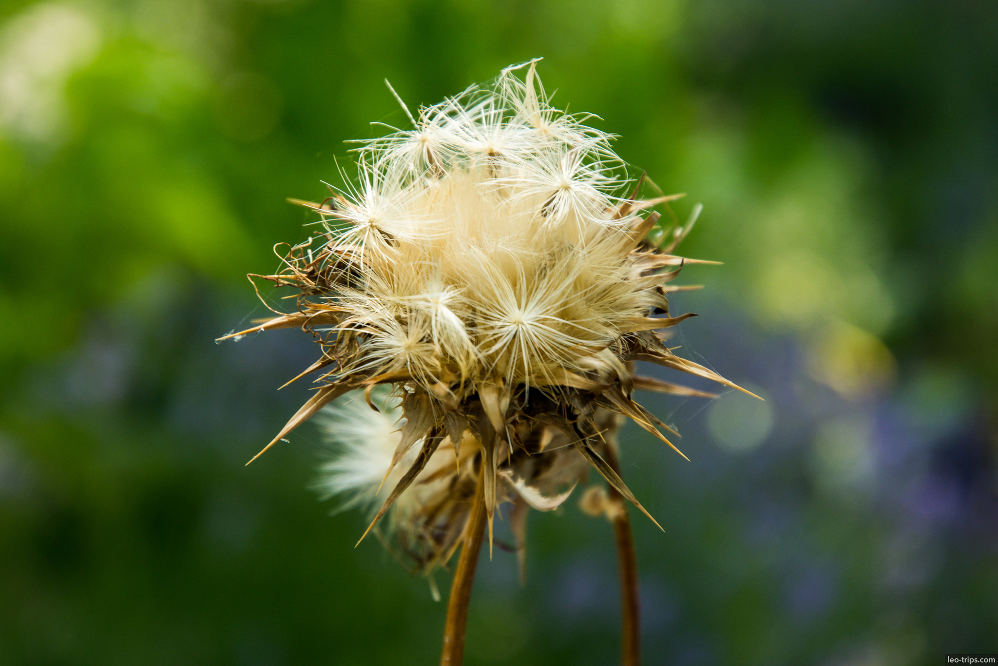 dried thistle seed head macro nuremberg