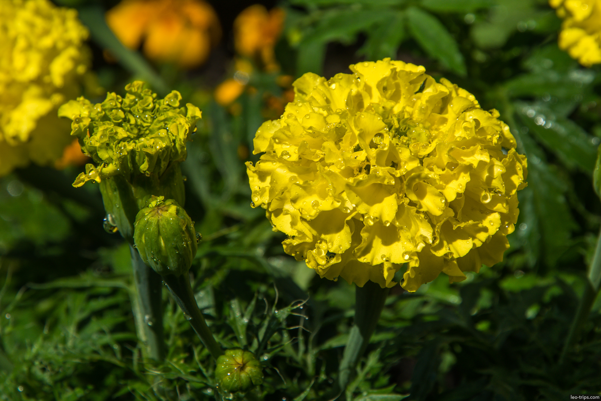 yellow marigold flower water drops nuremberg