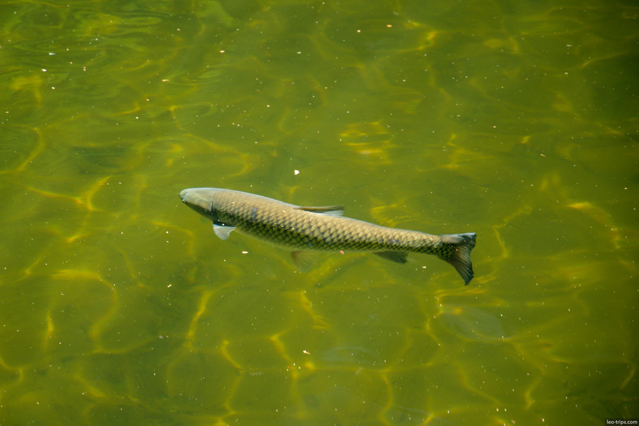 carp fish underwater clear water saxon switzerland national park