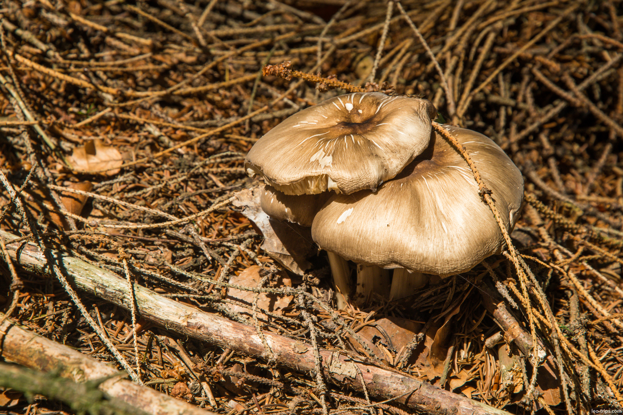 cortinarius mushrooms pine forest floor saxon switzerland national park