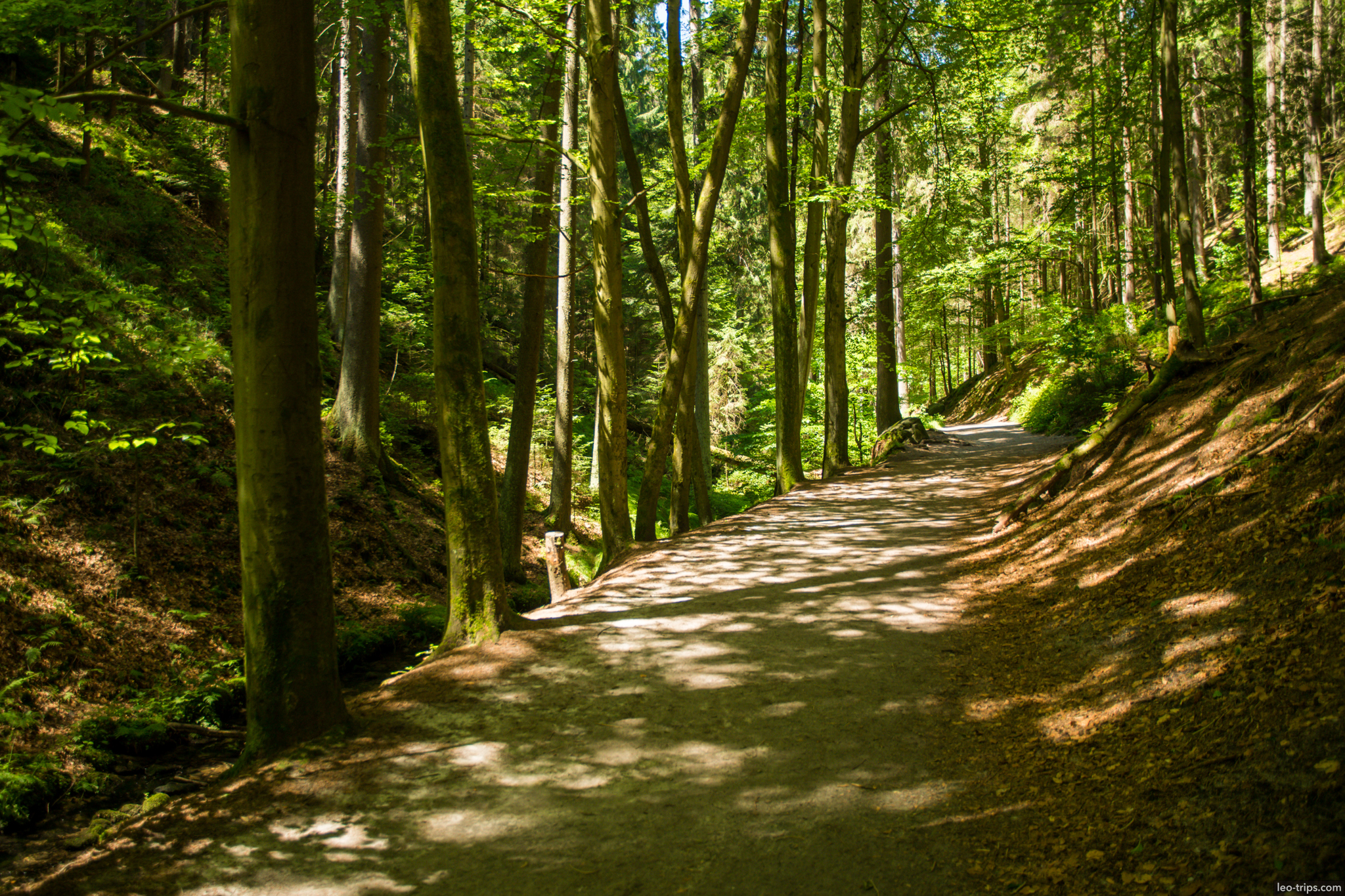 forest hiking trail saxon switzerland saxon switzerland national park