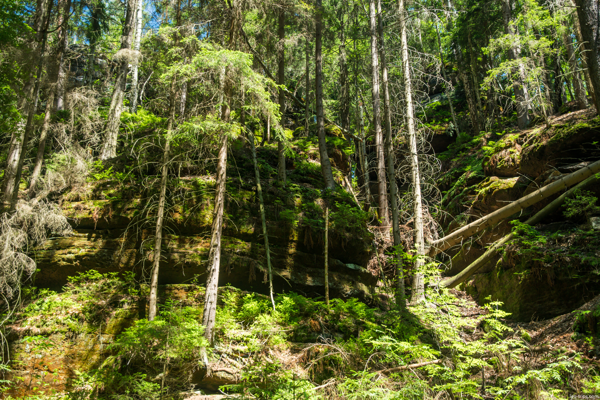 forest sandstone slope saxon switzerland saxon switzerland national park
