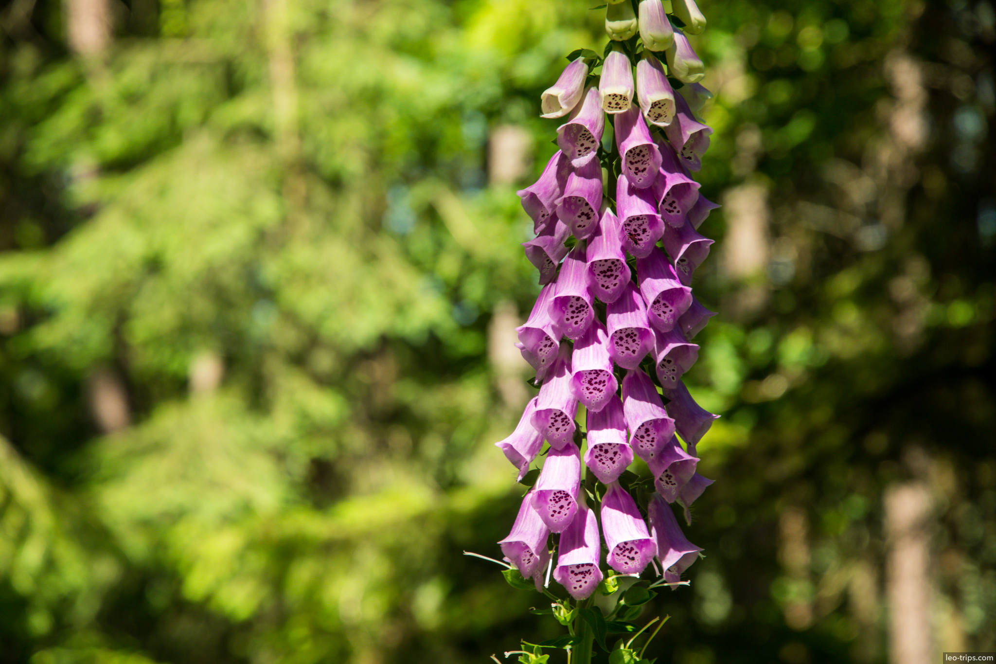 foxglove digitalis purpurea forest 1 saxon switzerland national park