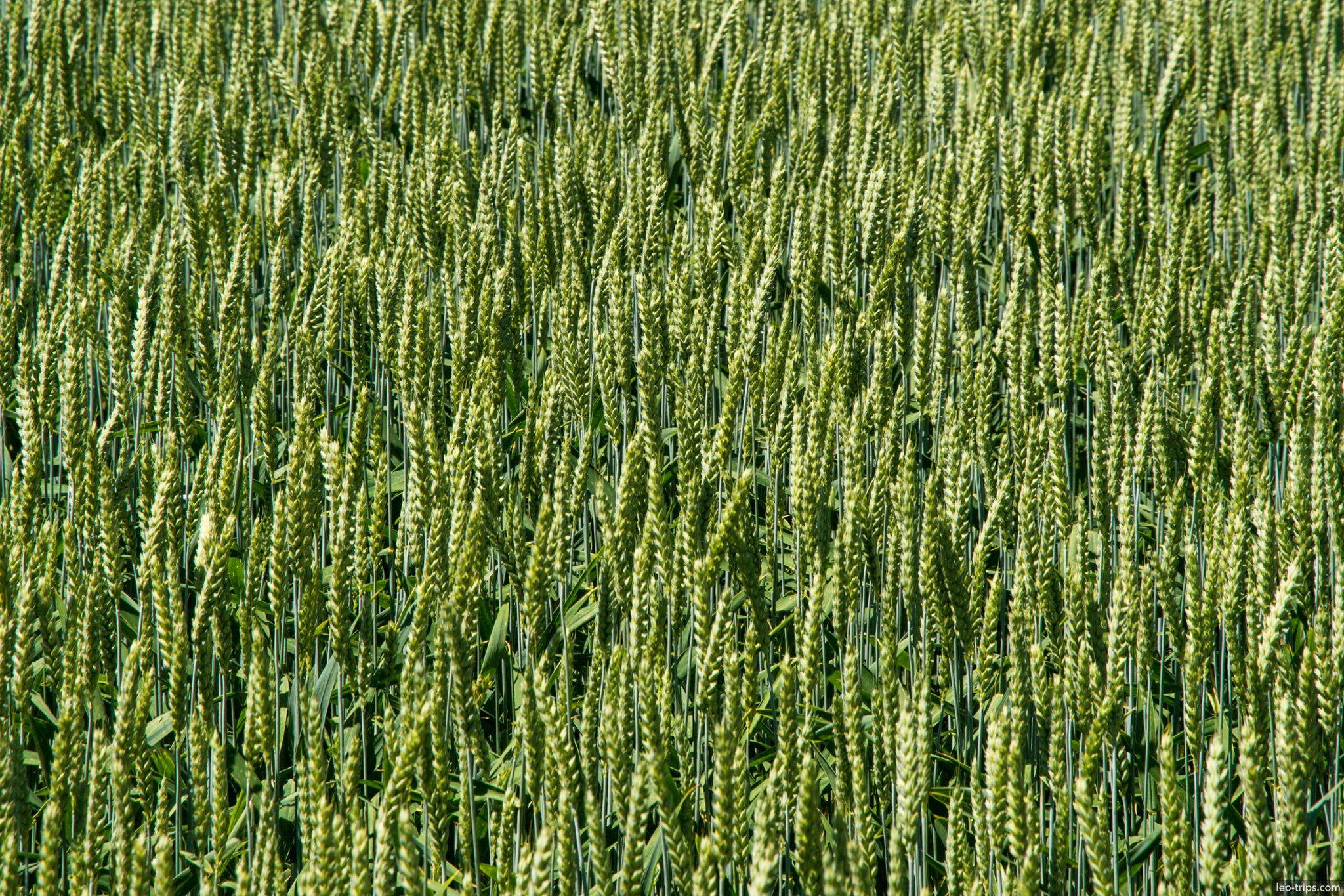 green wheat field closeup saxon switzerland national park