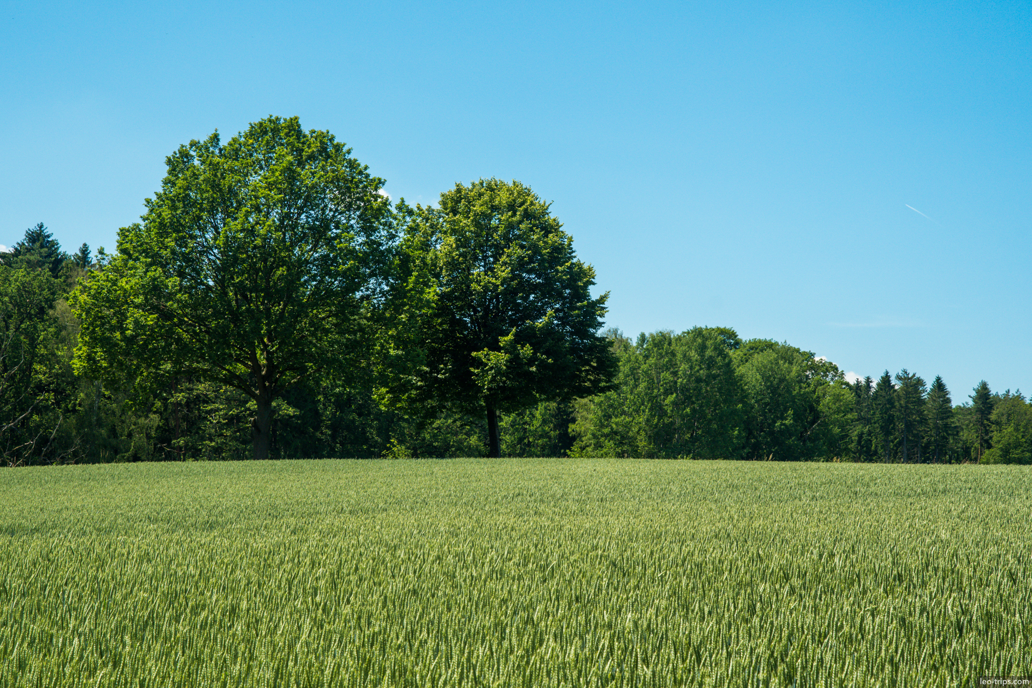 green wheat field trees blue sky saxon switzerland national park
