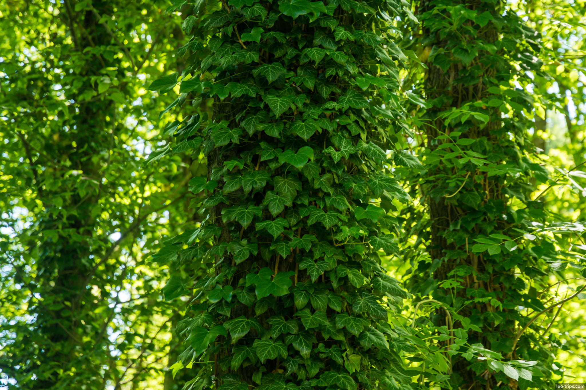 ivy covered tree trunk forest saxon switzerland national park