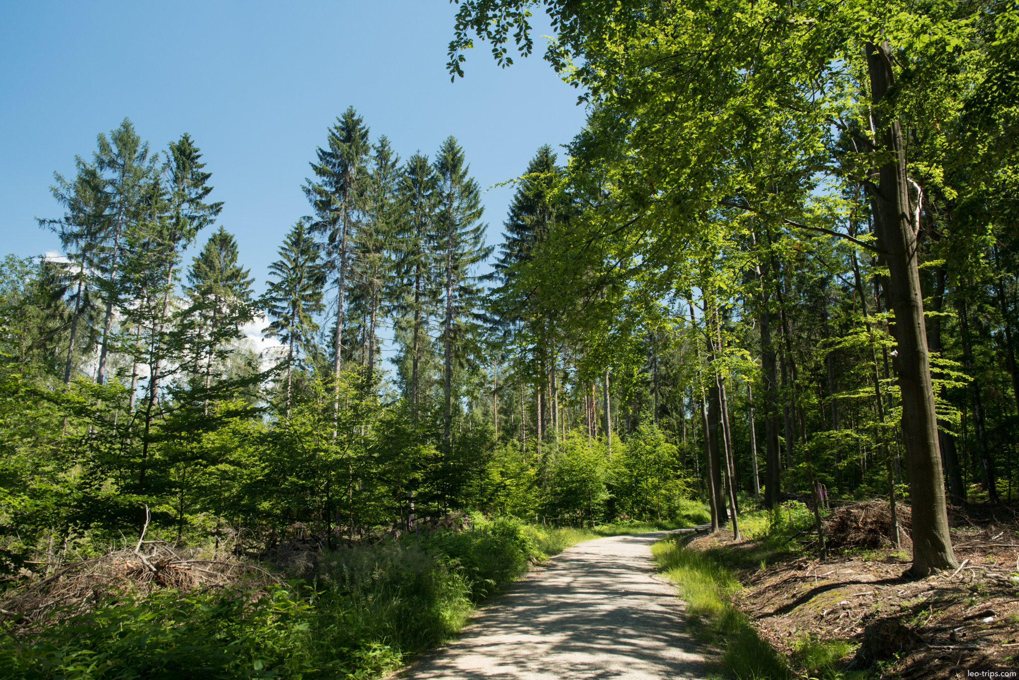 mixed forest hiking road saxon switzerland saxon switzerland national park
