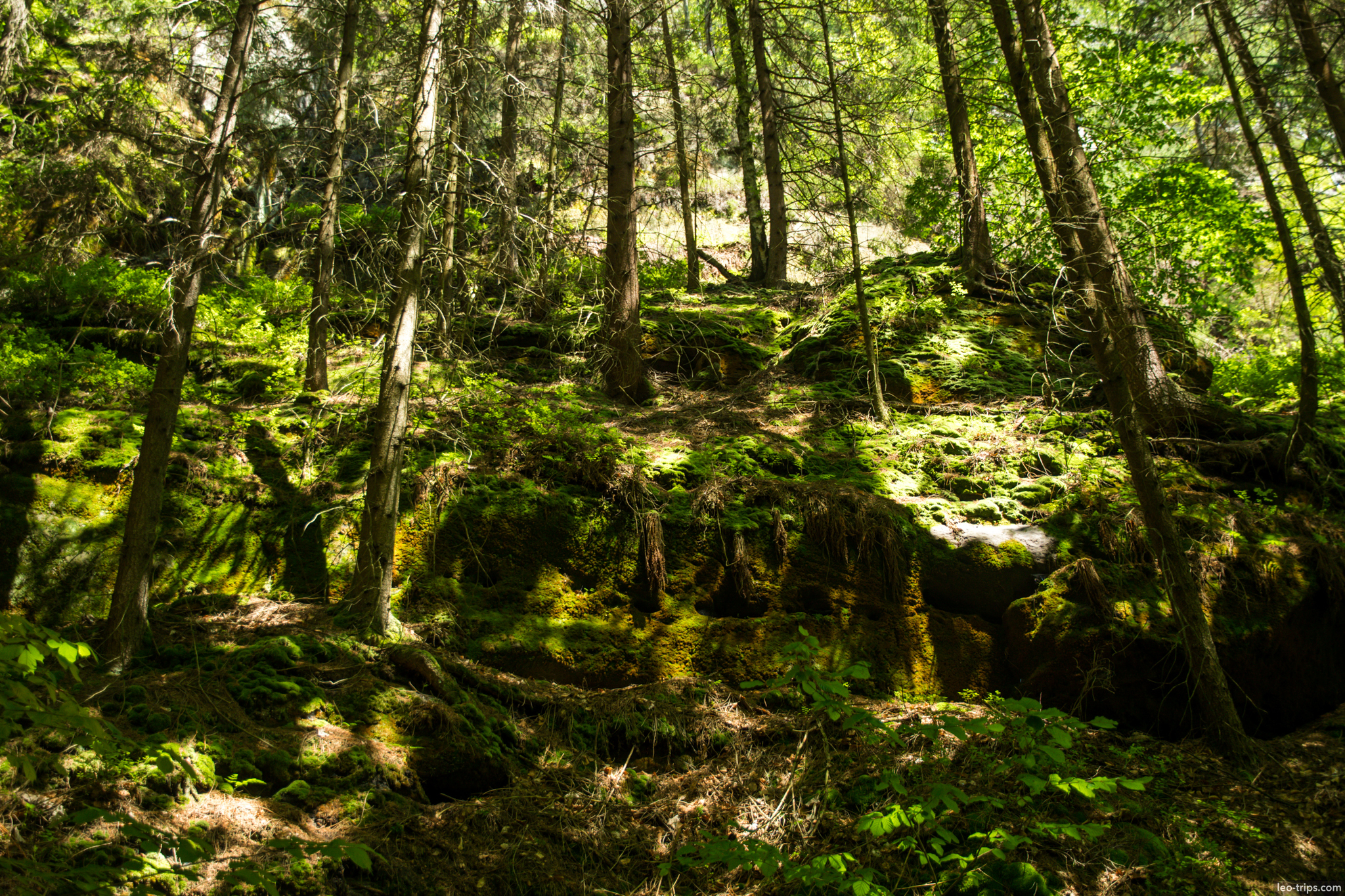 mossy rocks forest national park saxon switzerland national park