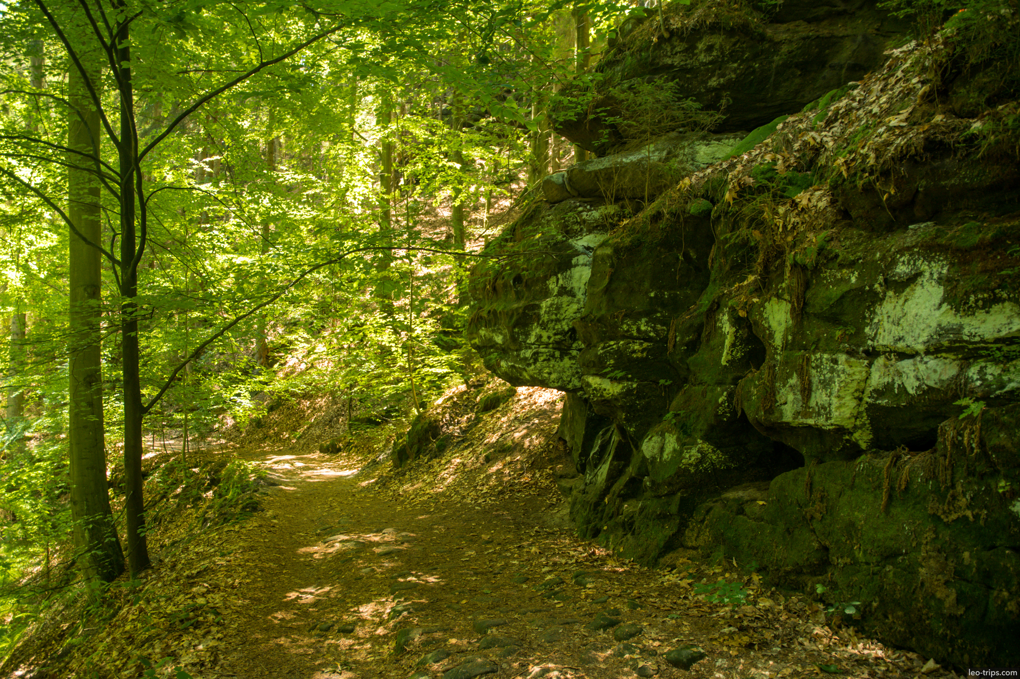 rocky forest trail mossy sandstone saxon switzerland national park