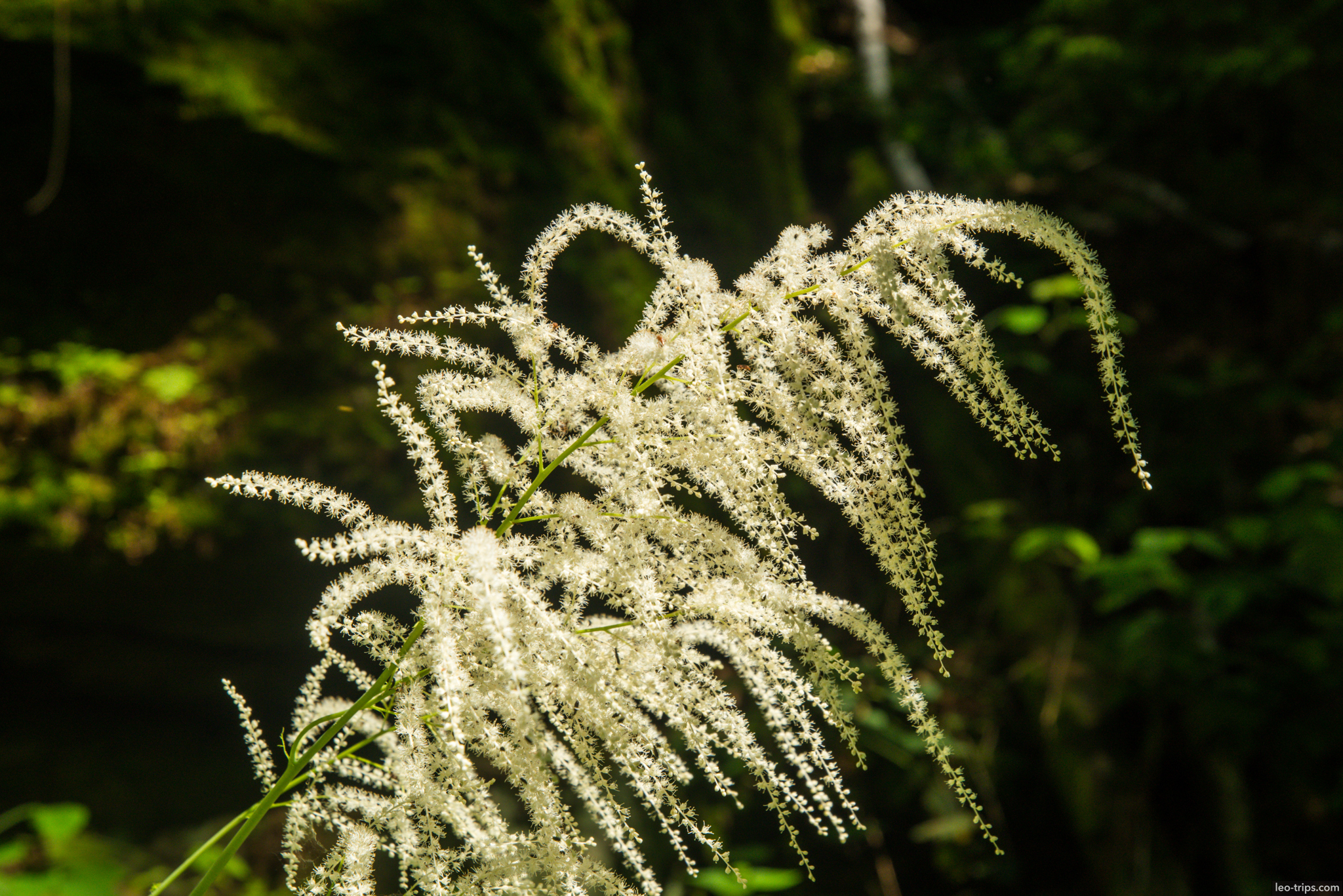 white aruncus wildflowers forest saxon switzerland national park
