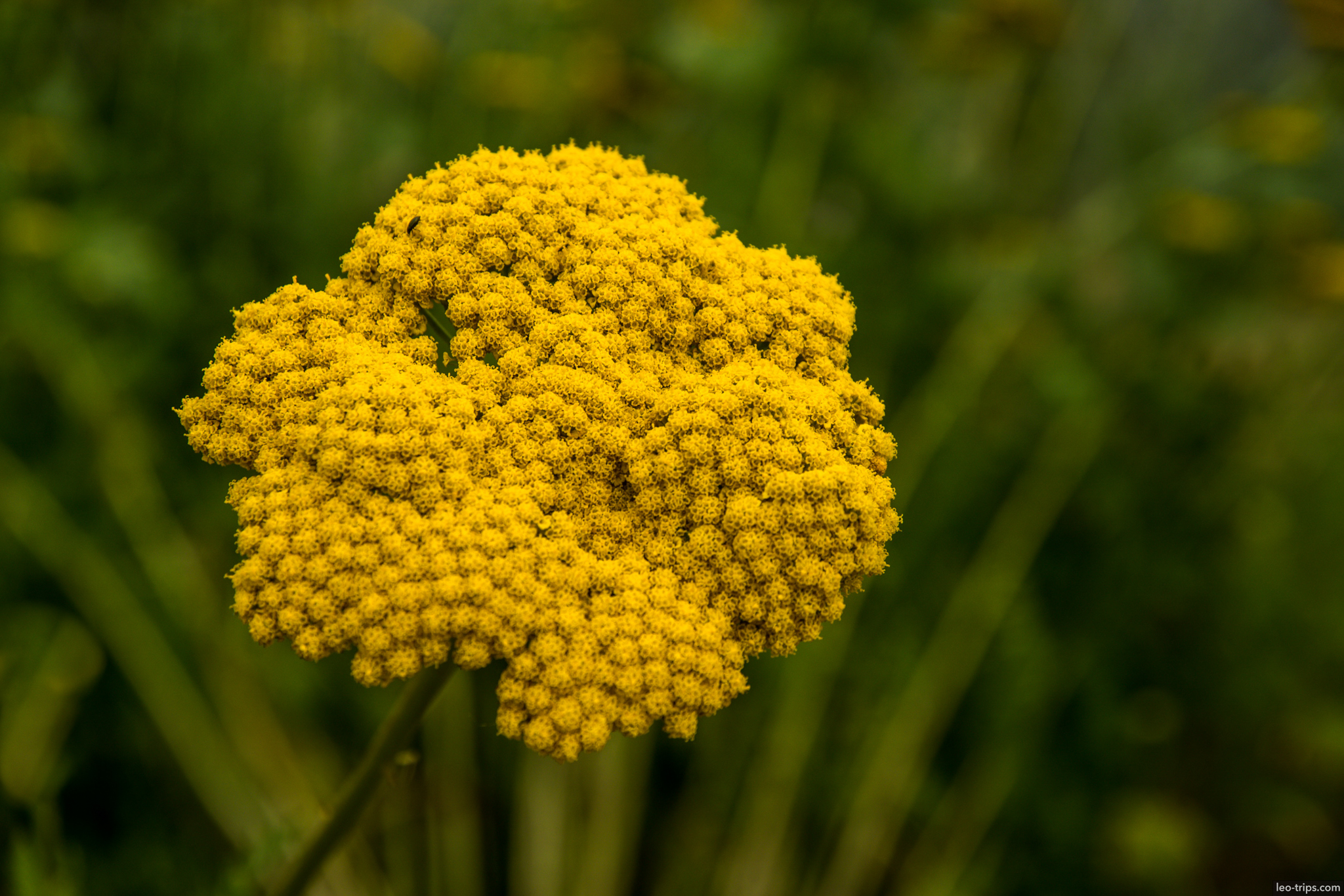 yellow yarrow flower macro budapest budapest