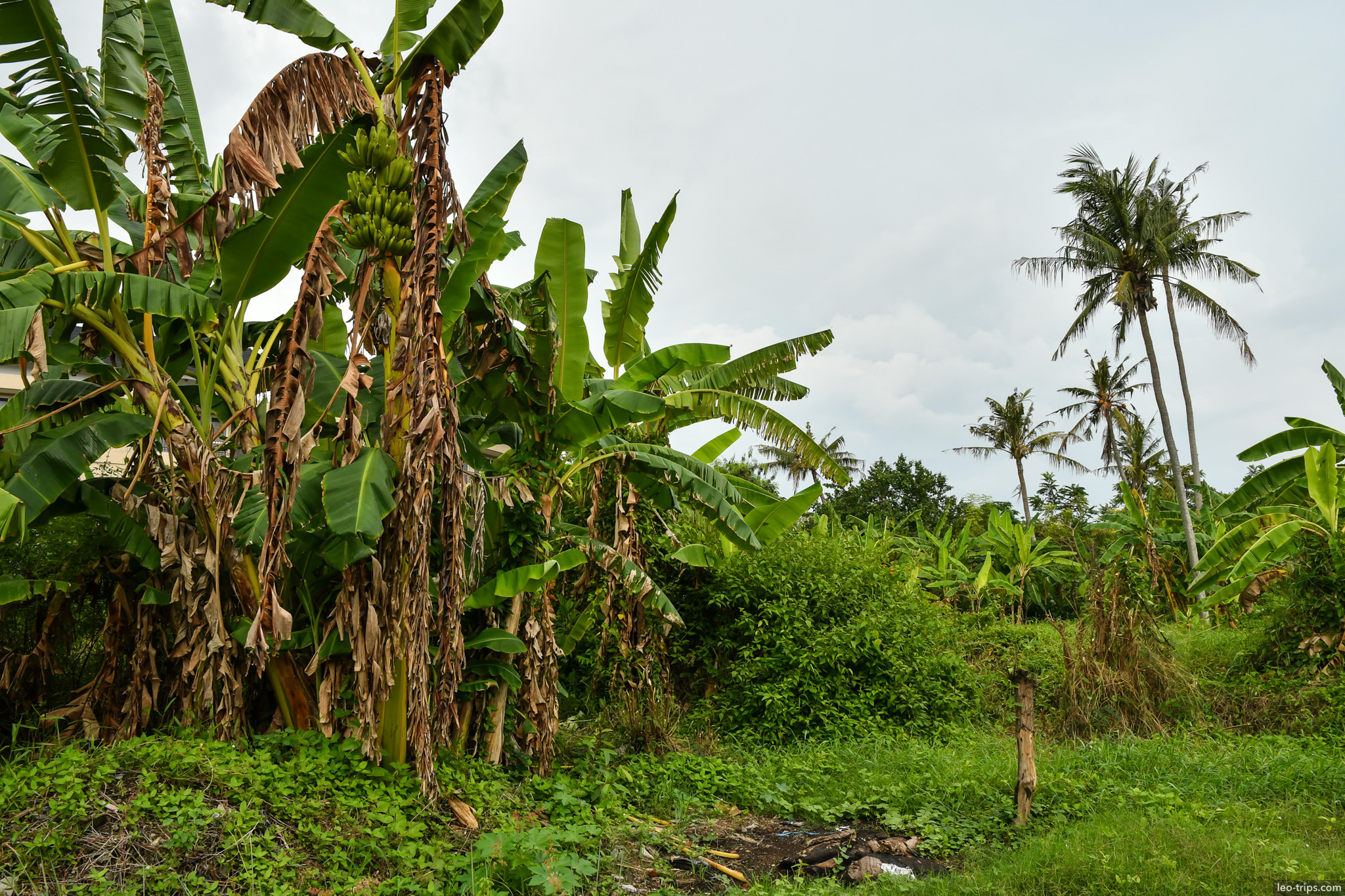 banana trees and coconut palms tropical garden bali