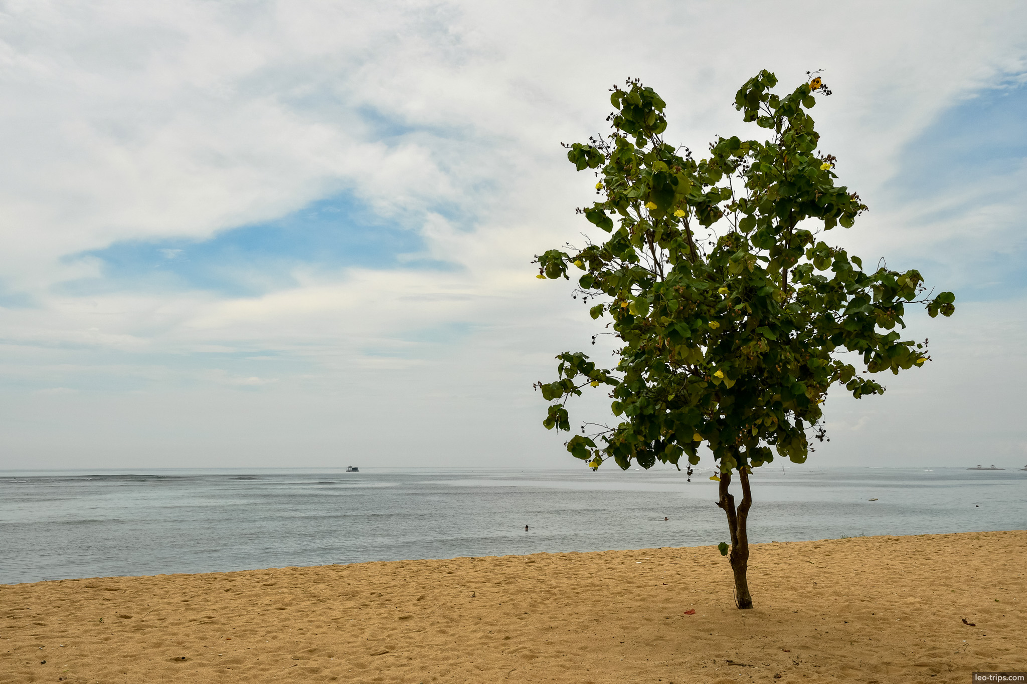 lone sea almond tree on sandy beach bali