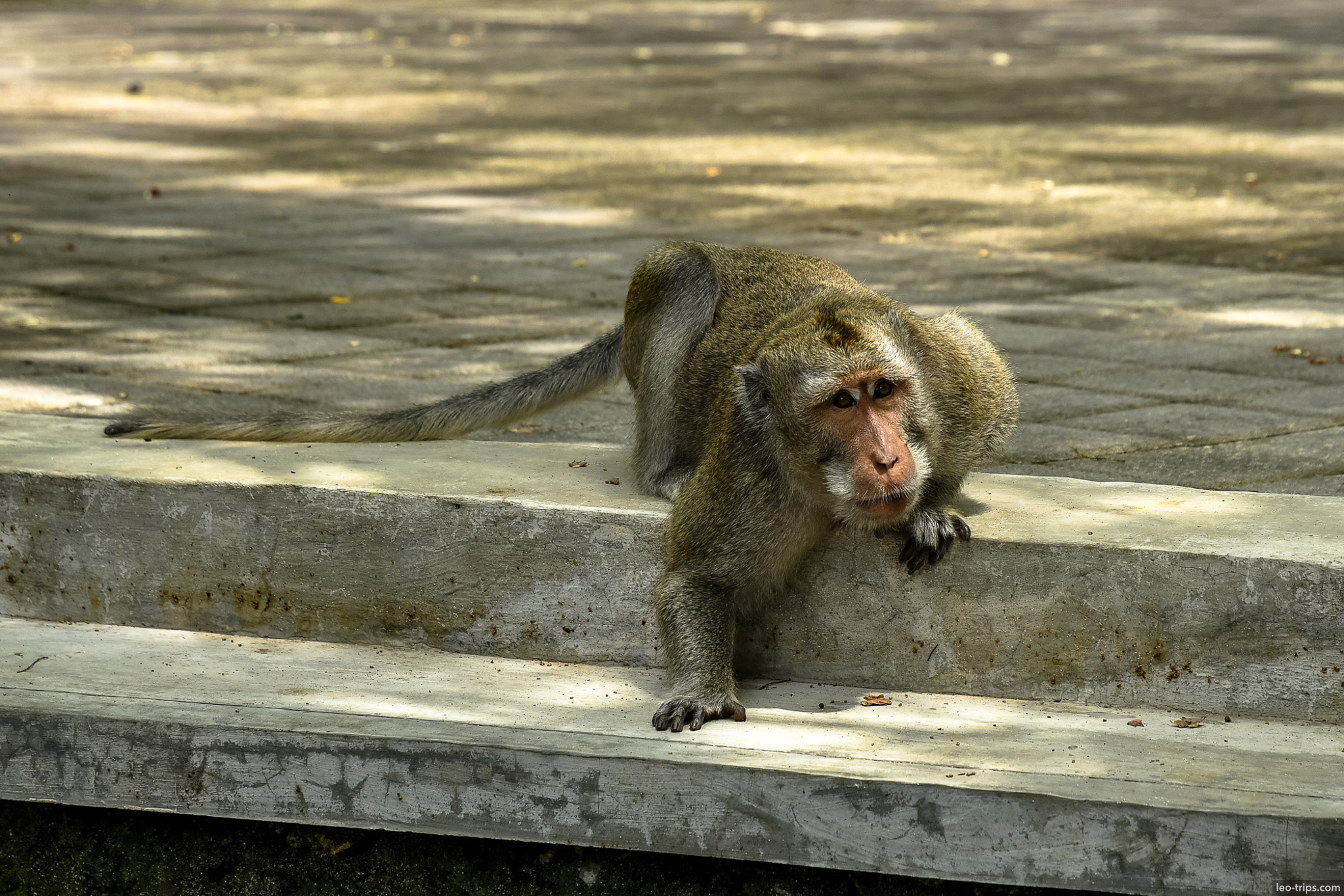 long tailed macaque sitting on stone steps bali