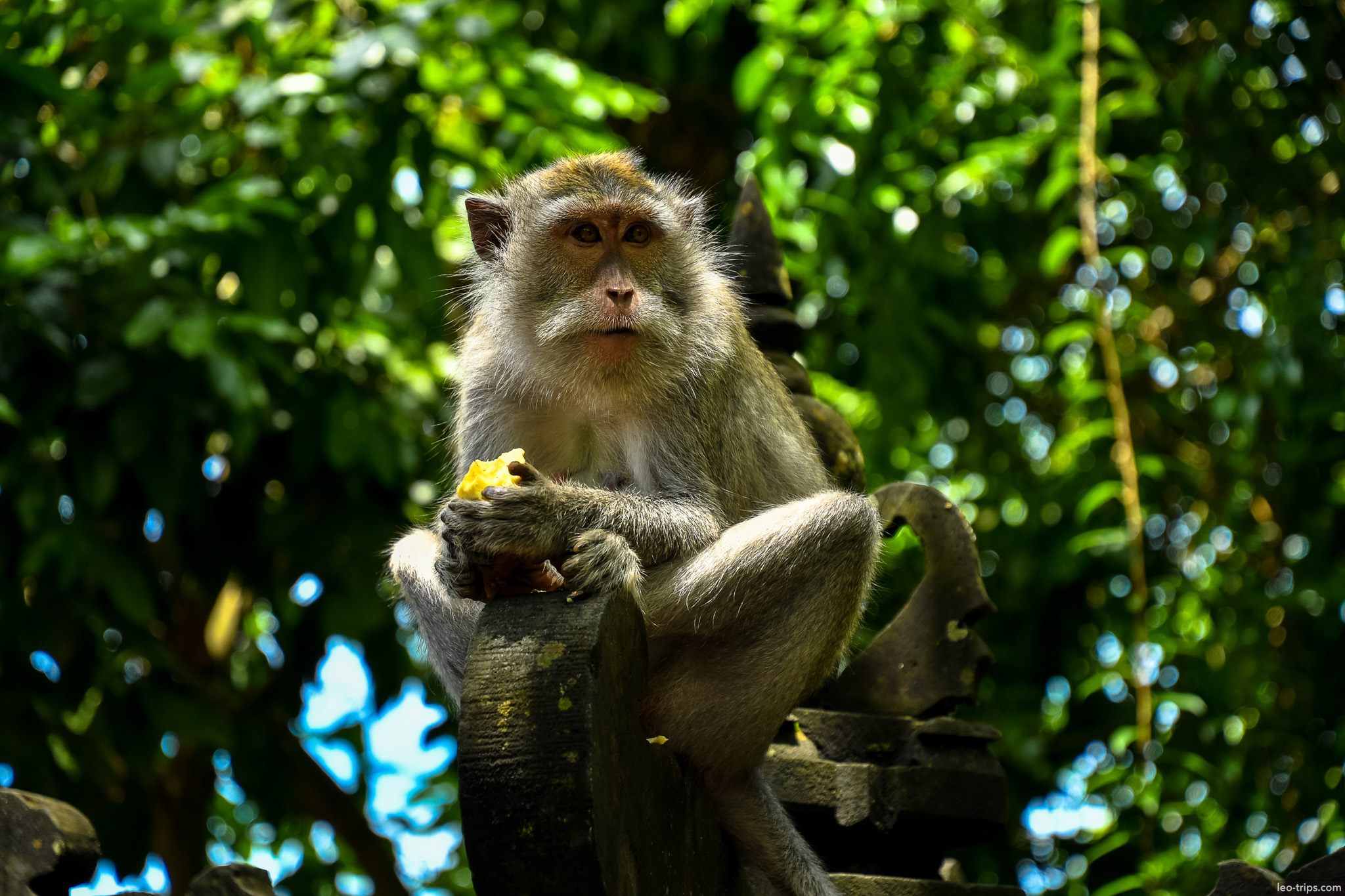 macaque eating fruit on temple wall bali
