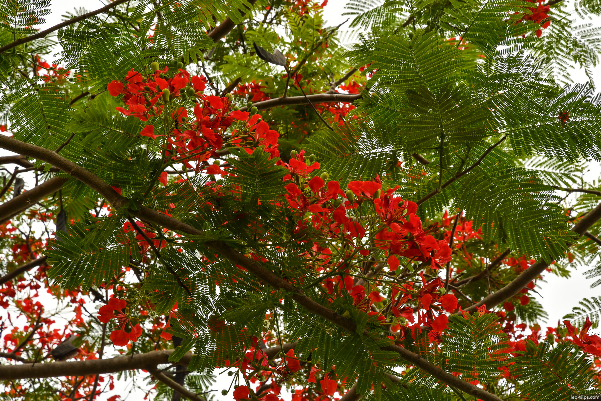 royal poinciana tree red blossoms bali