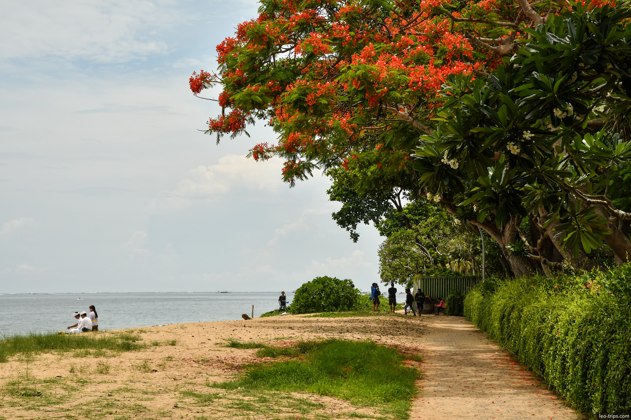 sanur beach path under poinciana tree bali