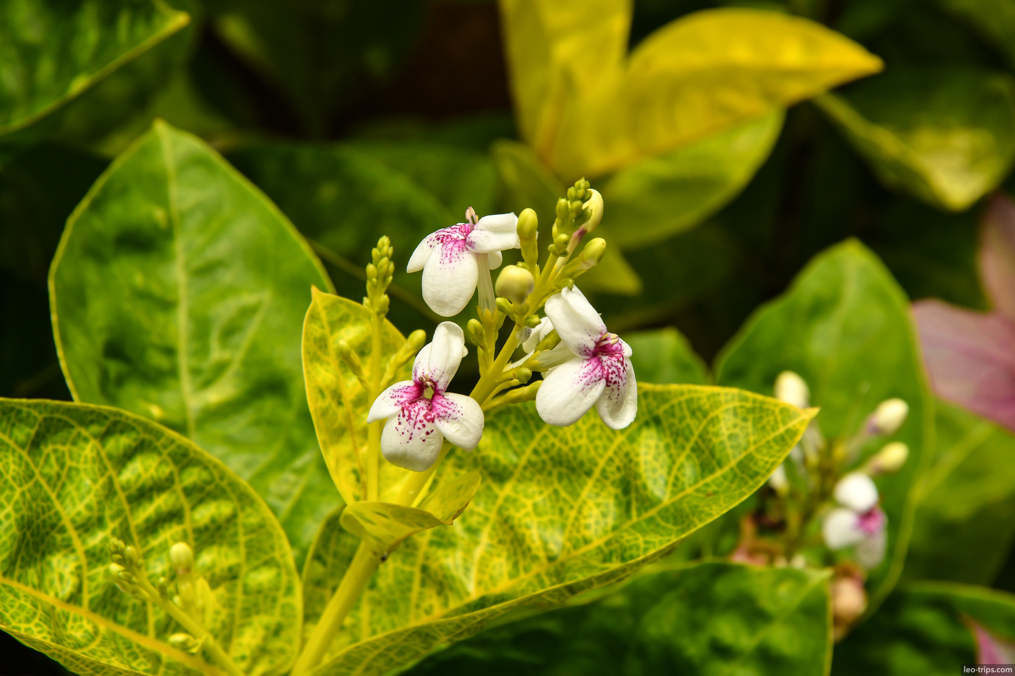 small white pseuderanthemum flowers closeup bali