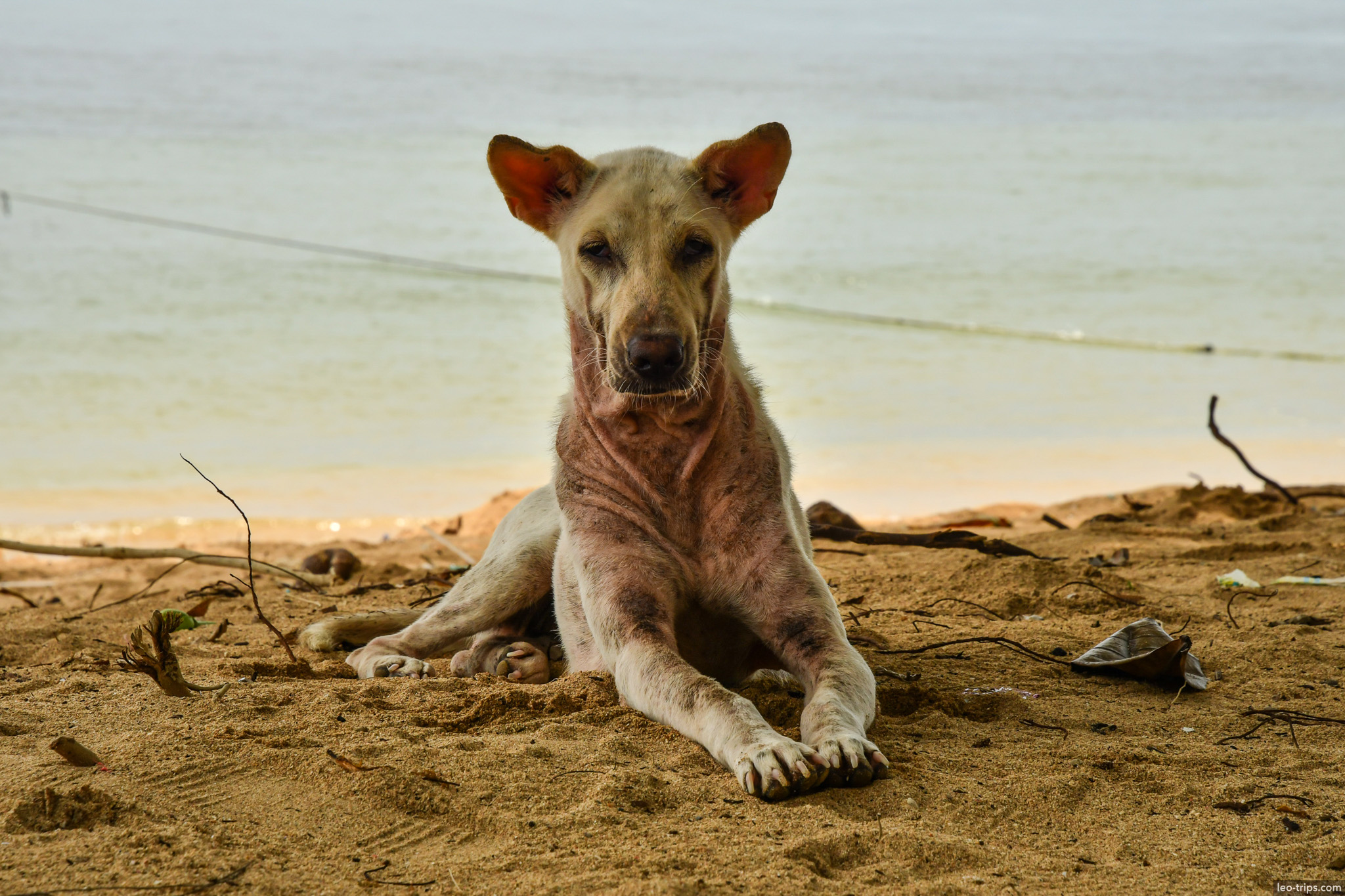 stray dog lying on beach sand bali