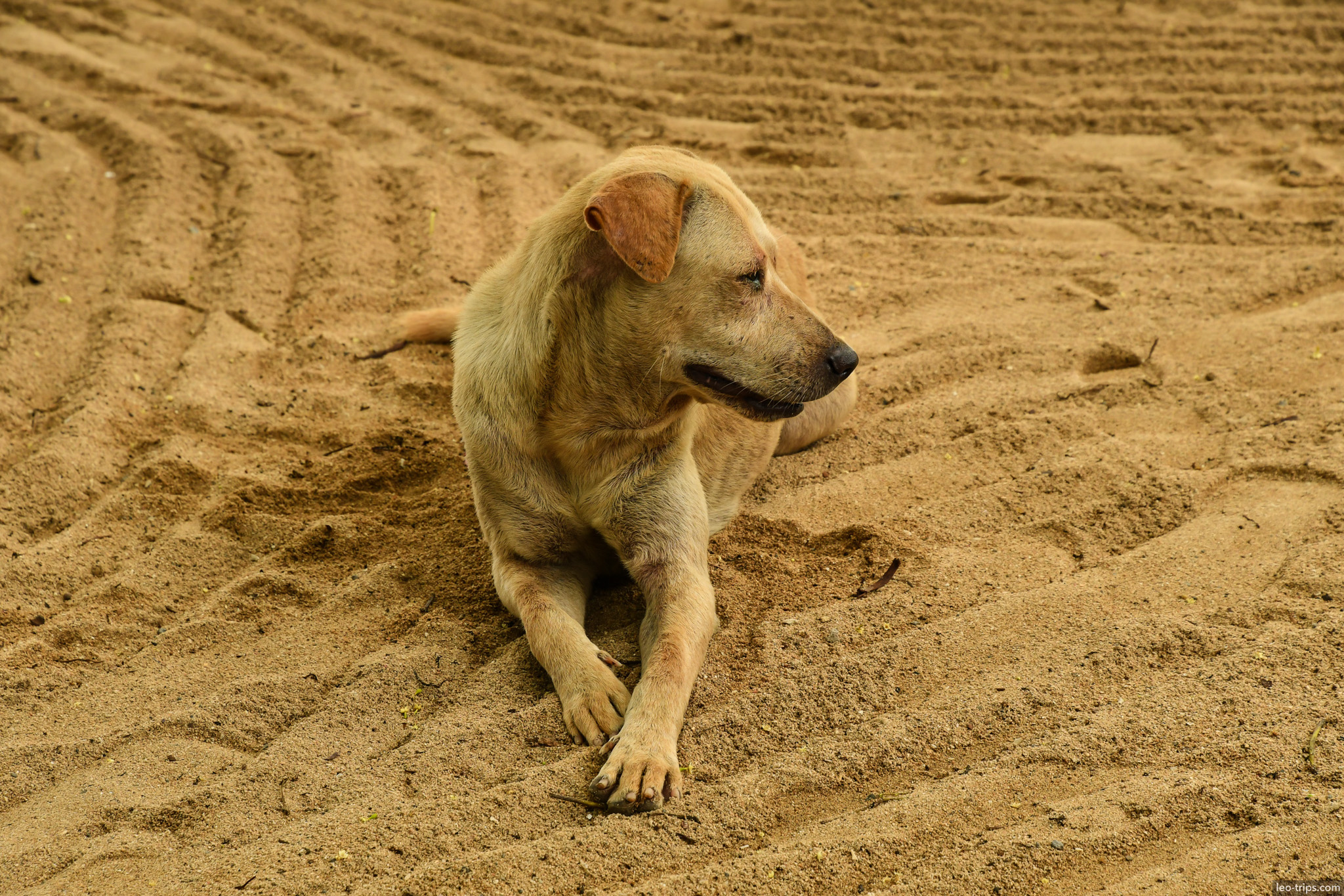 stray dog resting on sandy beach bali