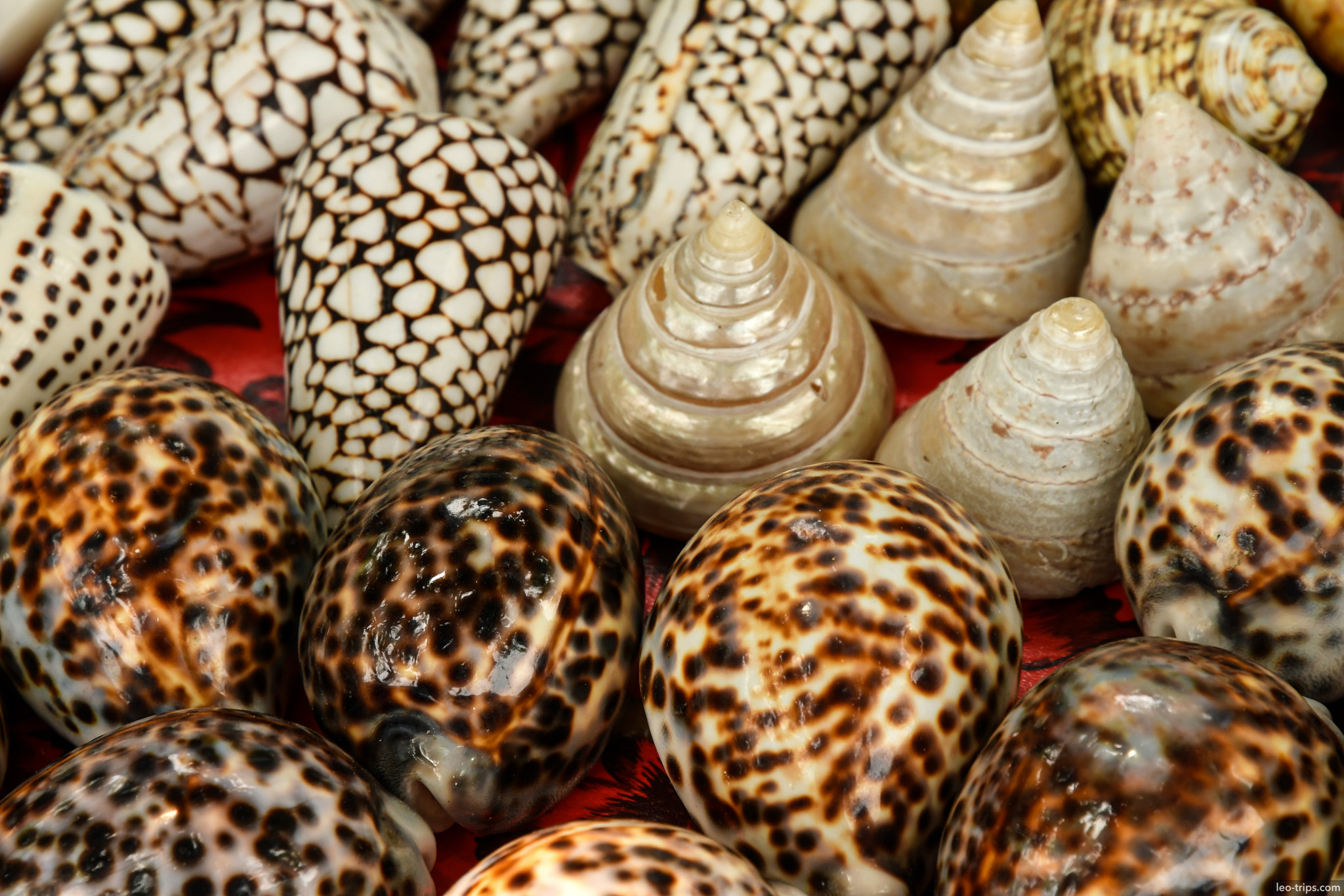 tiger cowrie and trochus seashells collection bali