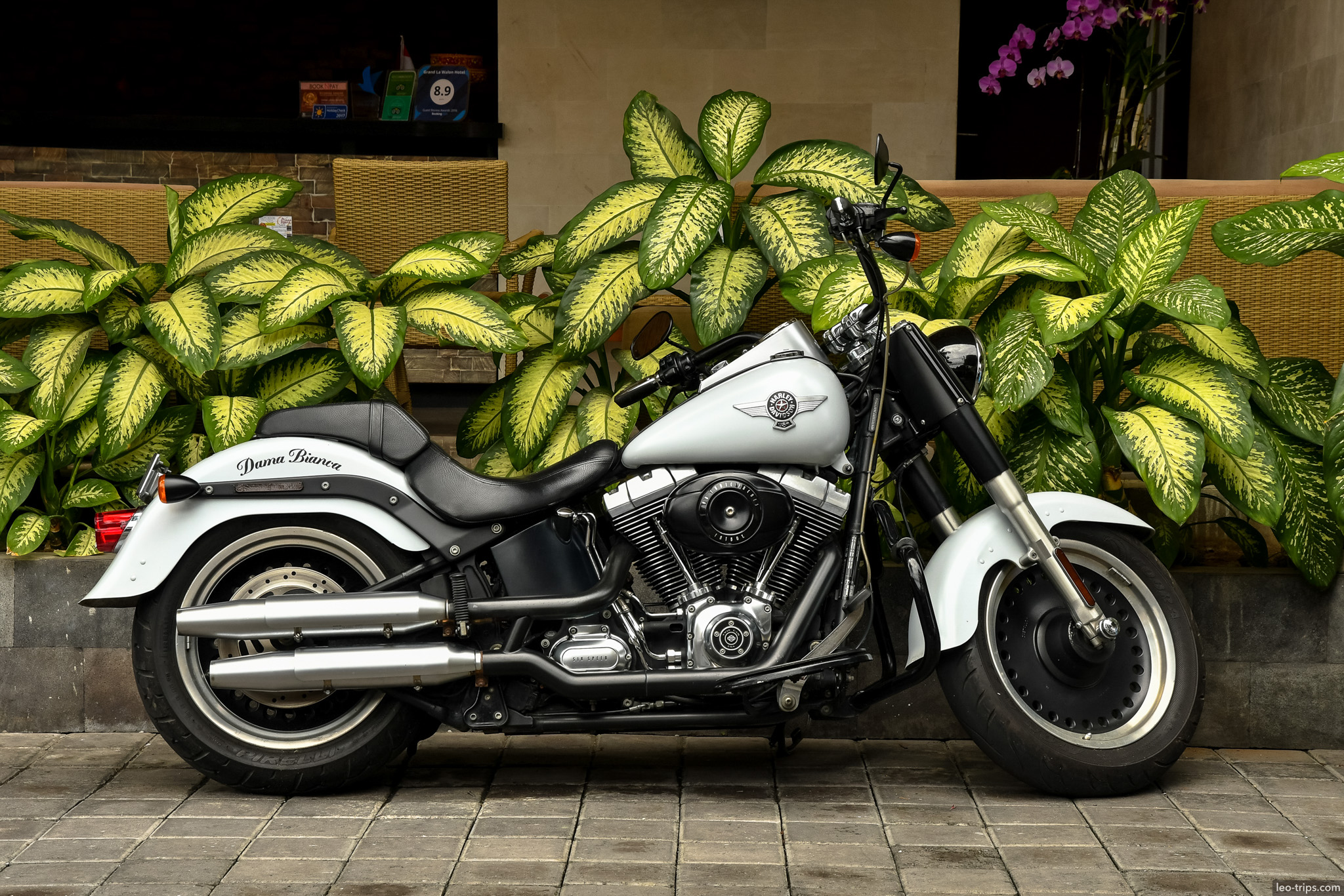white cruiser motorcycle parked by tropical plants bali