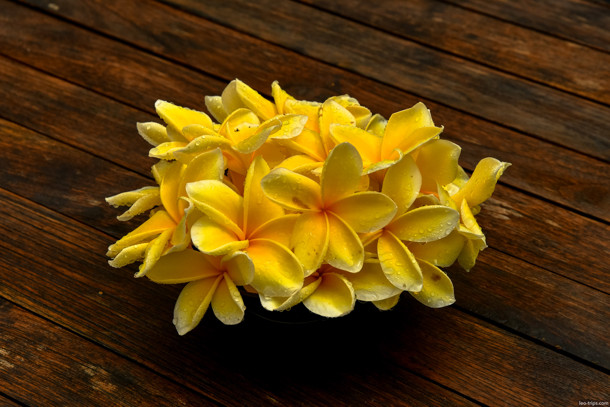yellow frangipani bouquet wooden table bali