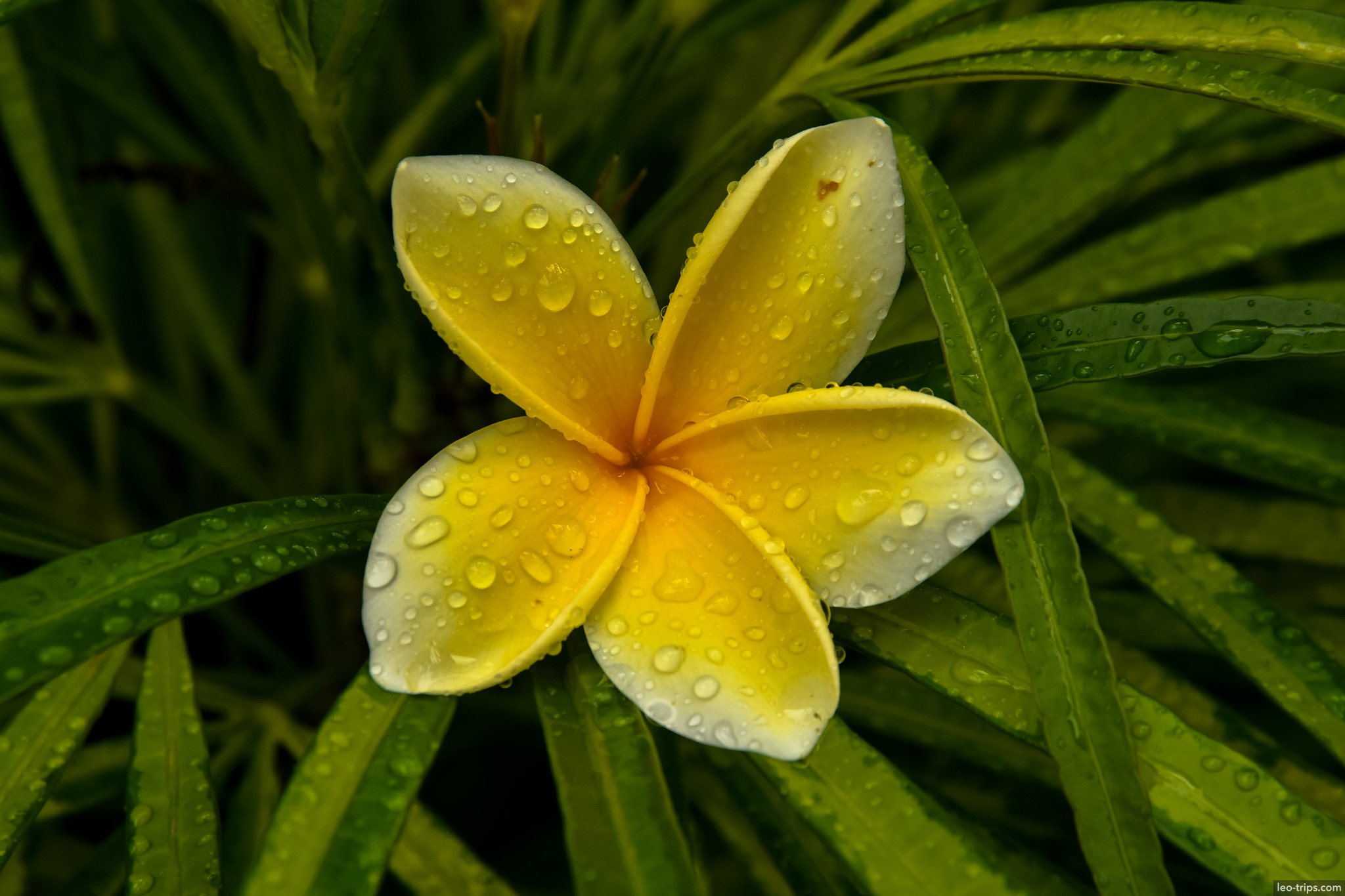 yellow frangipani flower raindrops closeup bali