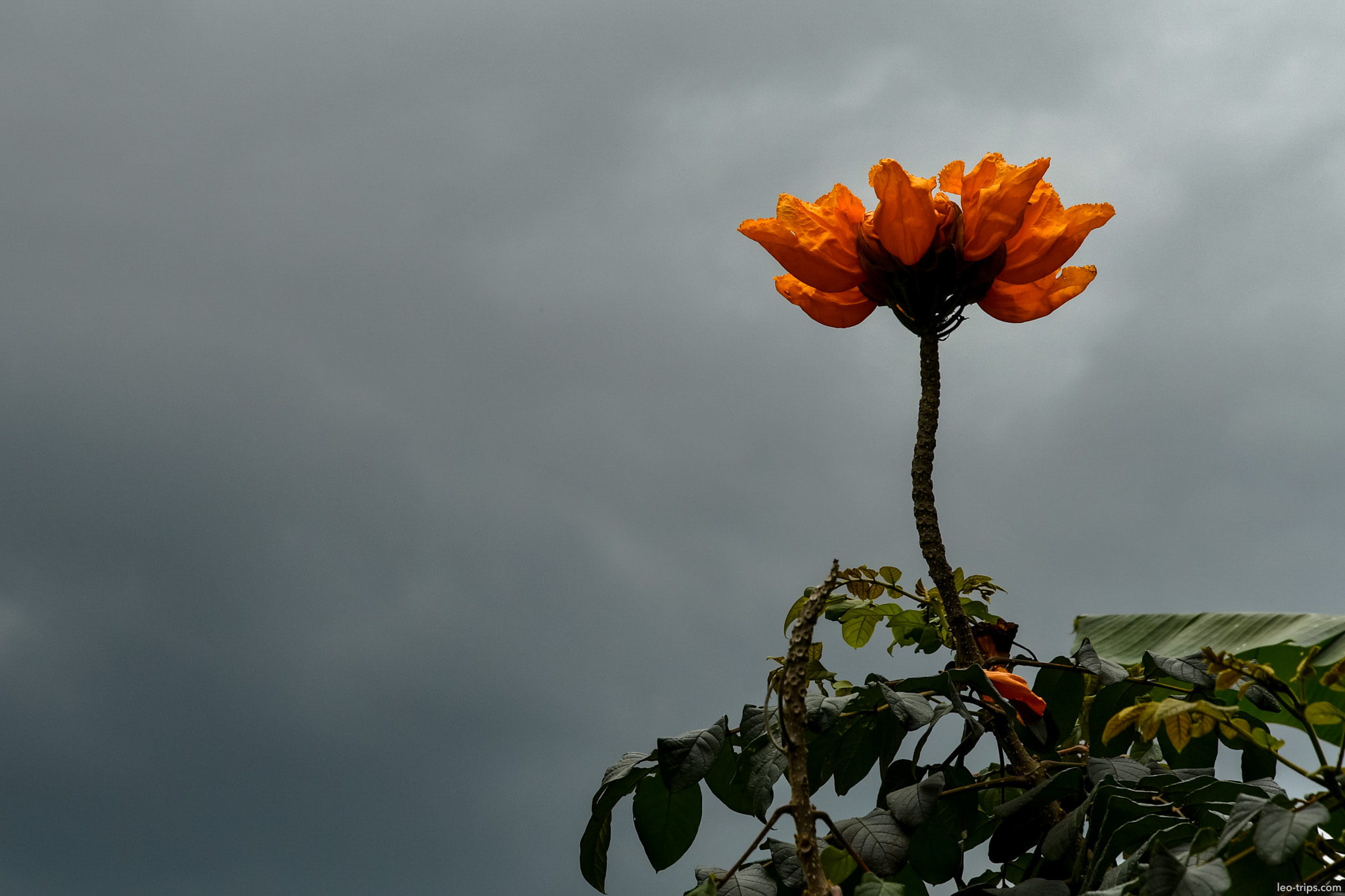 african tulip tree orange bloom stormy sky bogor bogor