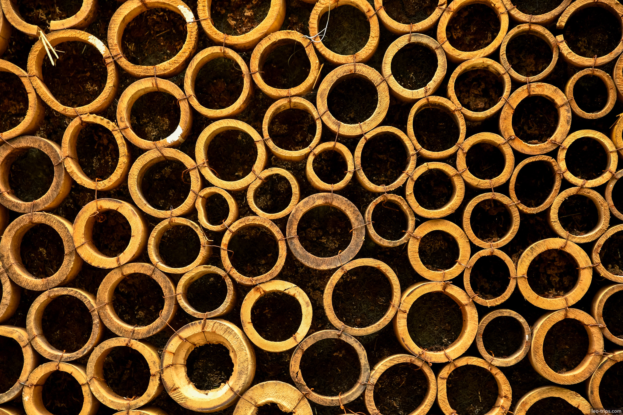 bamboo cross sections pattern closeup bogor bogor