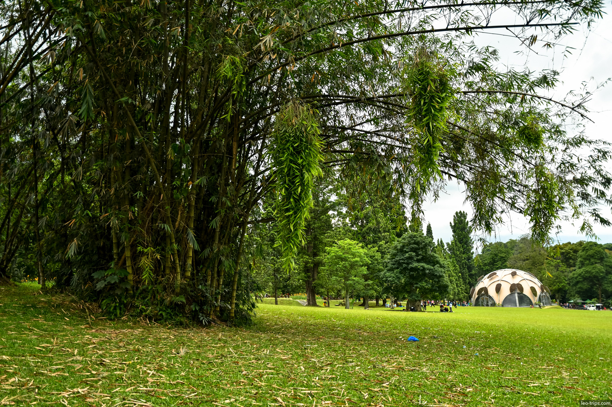 bamboo grove lawn geodesic dome view bogor bogor