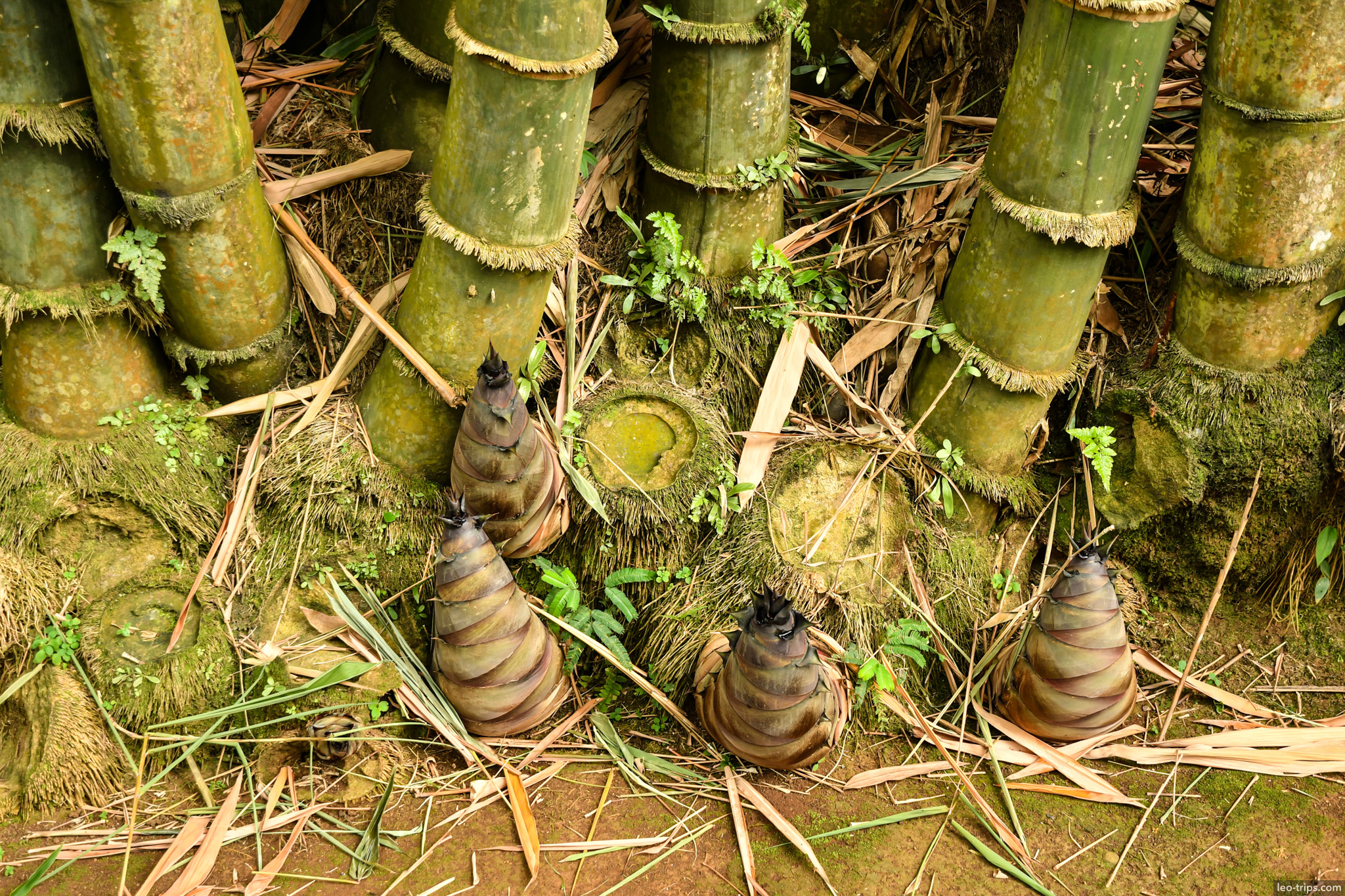 bamboo shoots sprouting at base bogor bogor