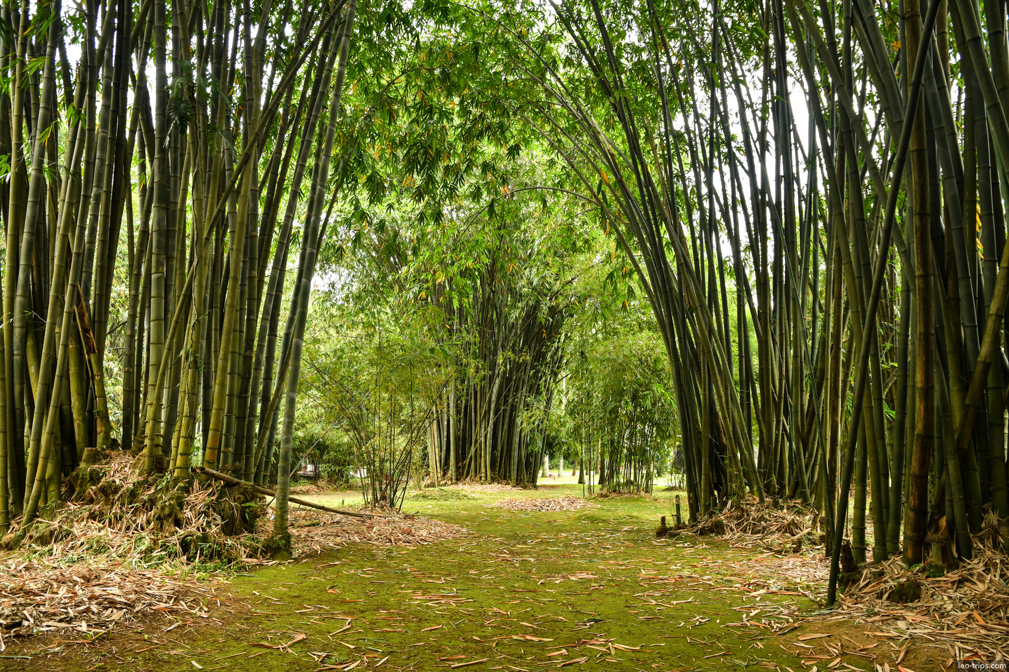 bamboo tunnel archway bogor botanical garden bogor