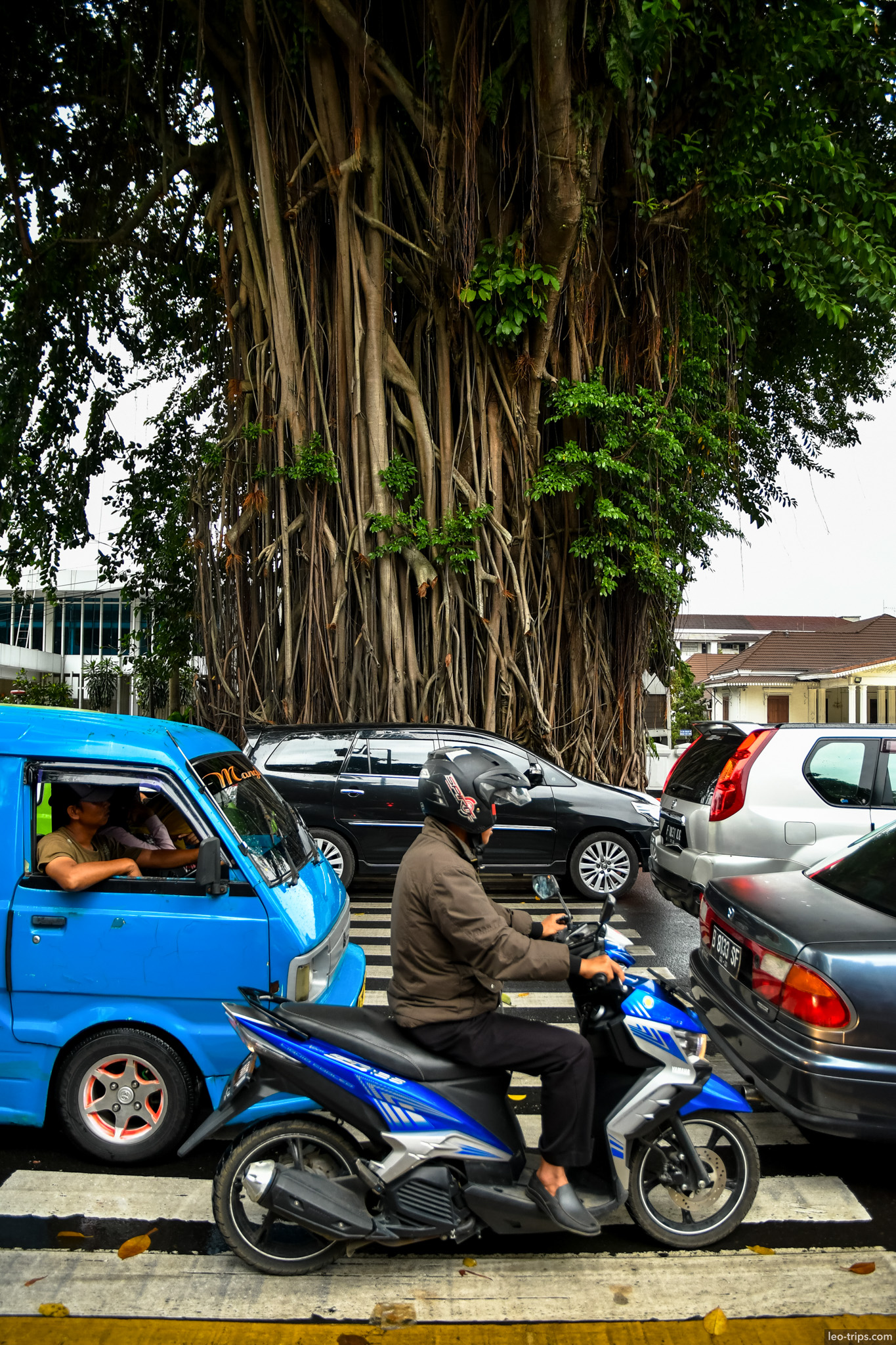 banyan tree aerial roots street traffic bogor bogor