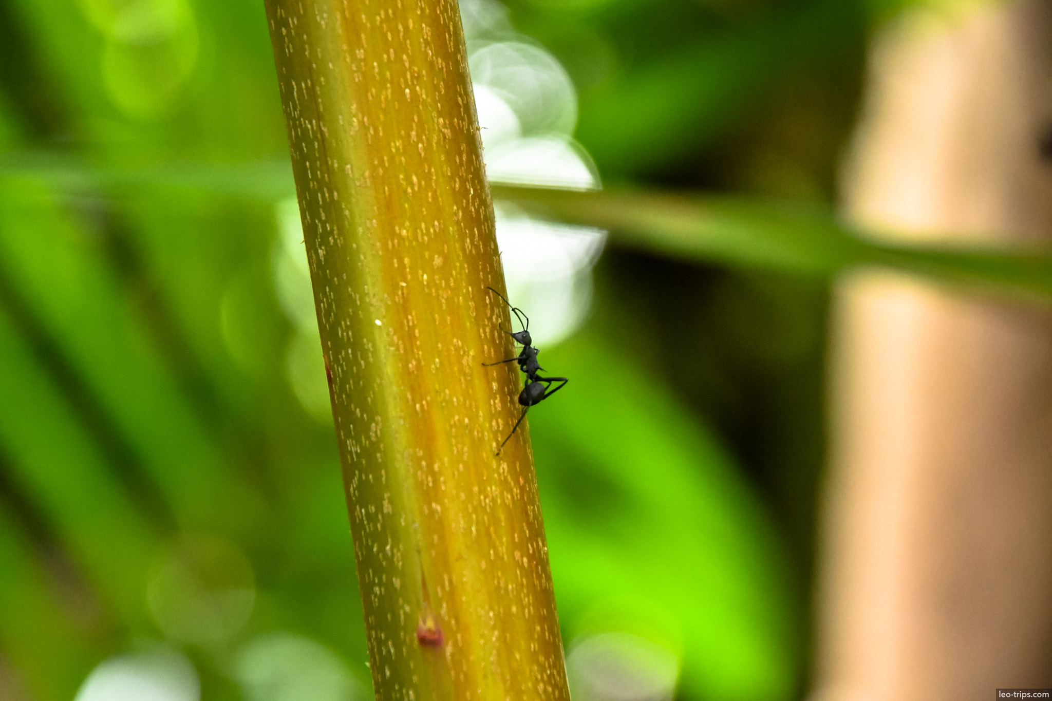 black ant on plant stem macro bogor bogor