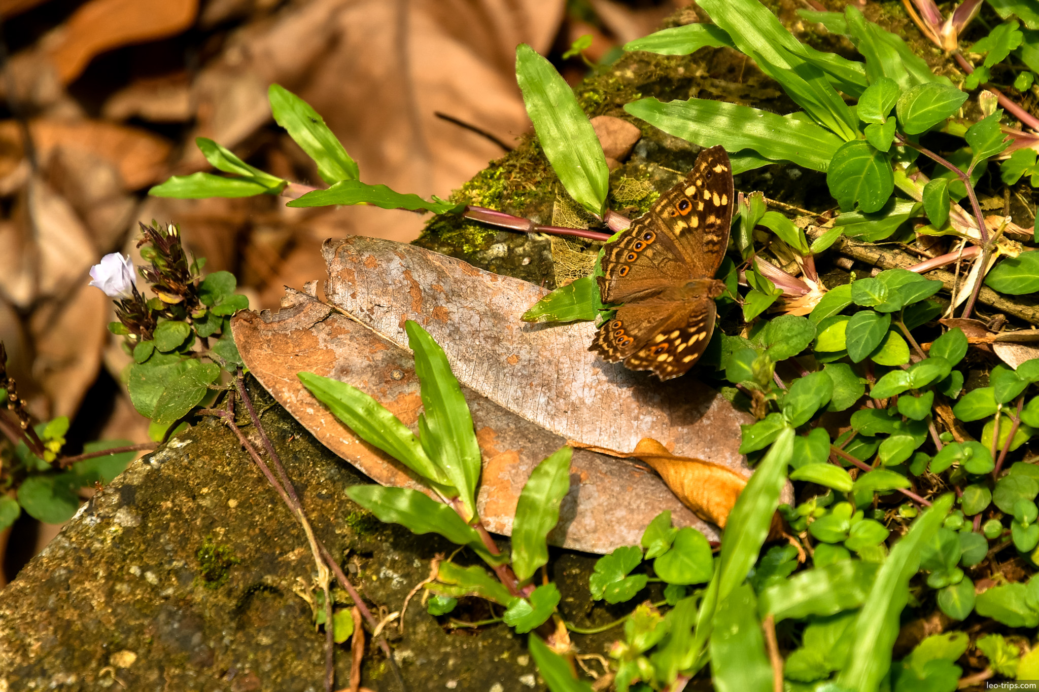 brown butterfly on dry leaf bogor botanical garden bogor