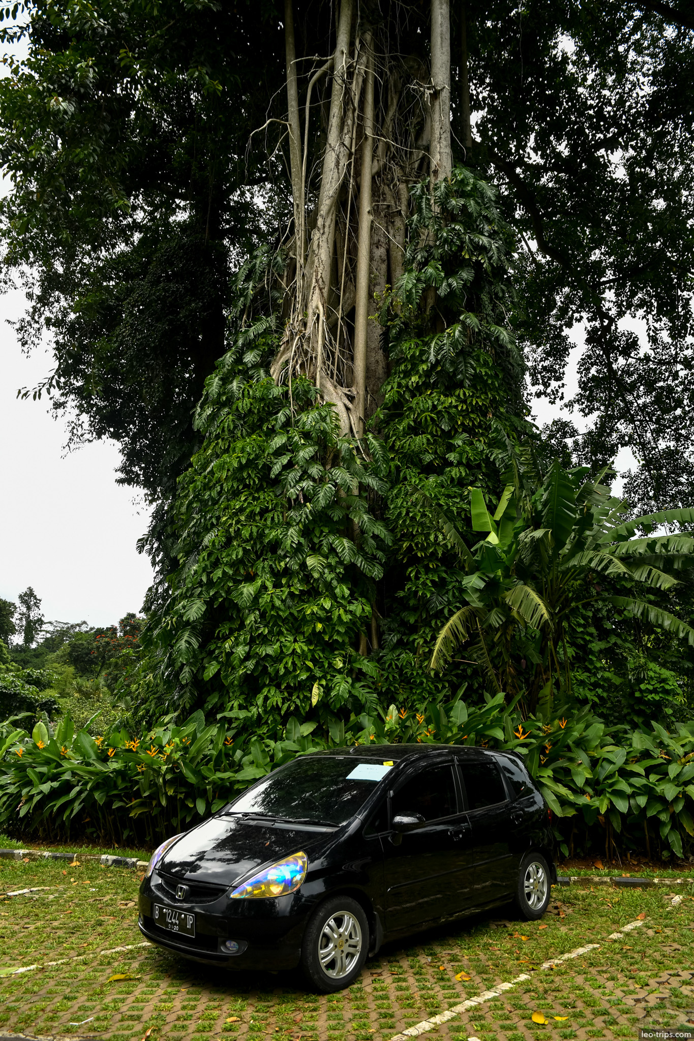 car parked under giant banyan tree bogor bogor