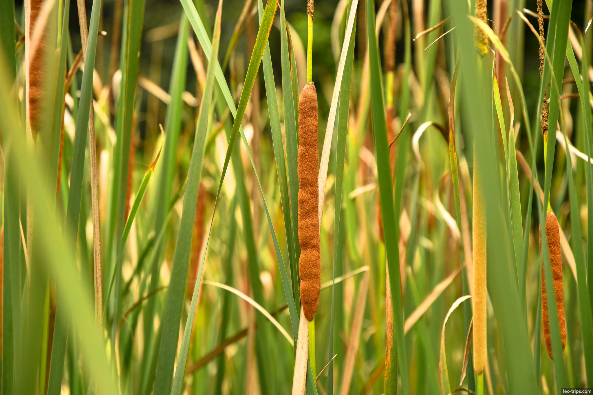 cattail reeds closeup golden light bogor bogor