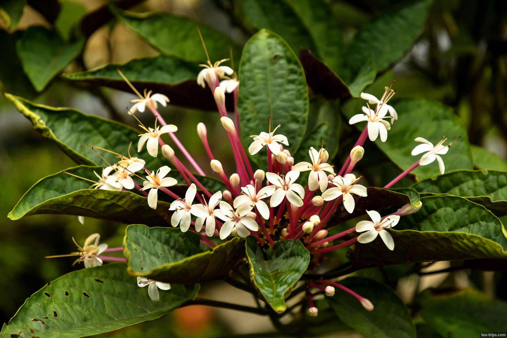 clerodendrum white pink flower cluster bogor bogor