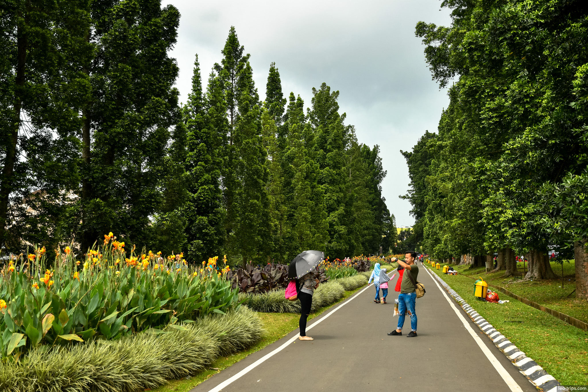 conifer avenue yellow cannas bogor botanical garden bogor