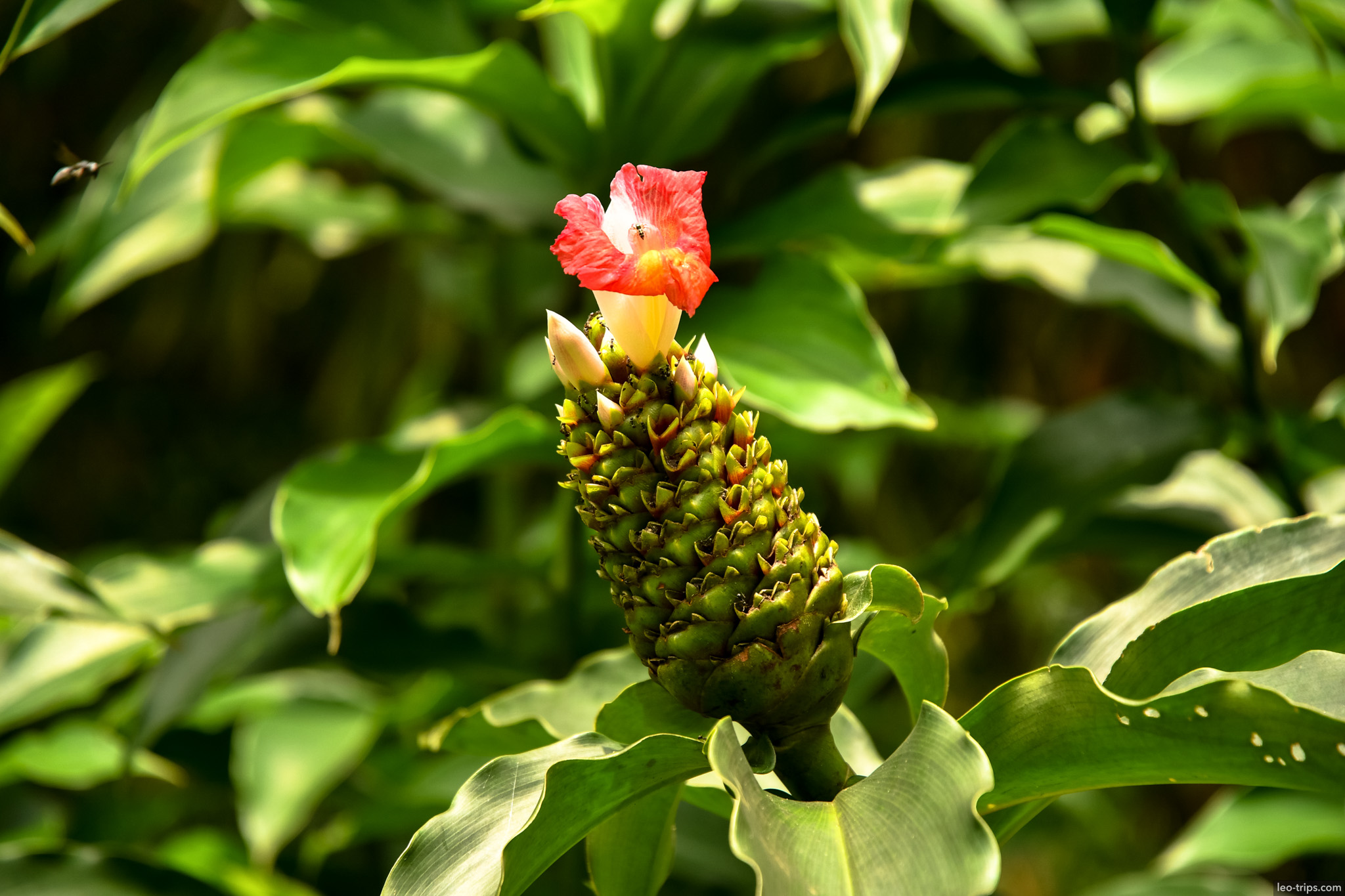 costus spicatus red flower closeup bogor bogor