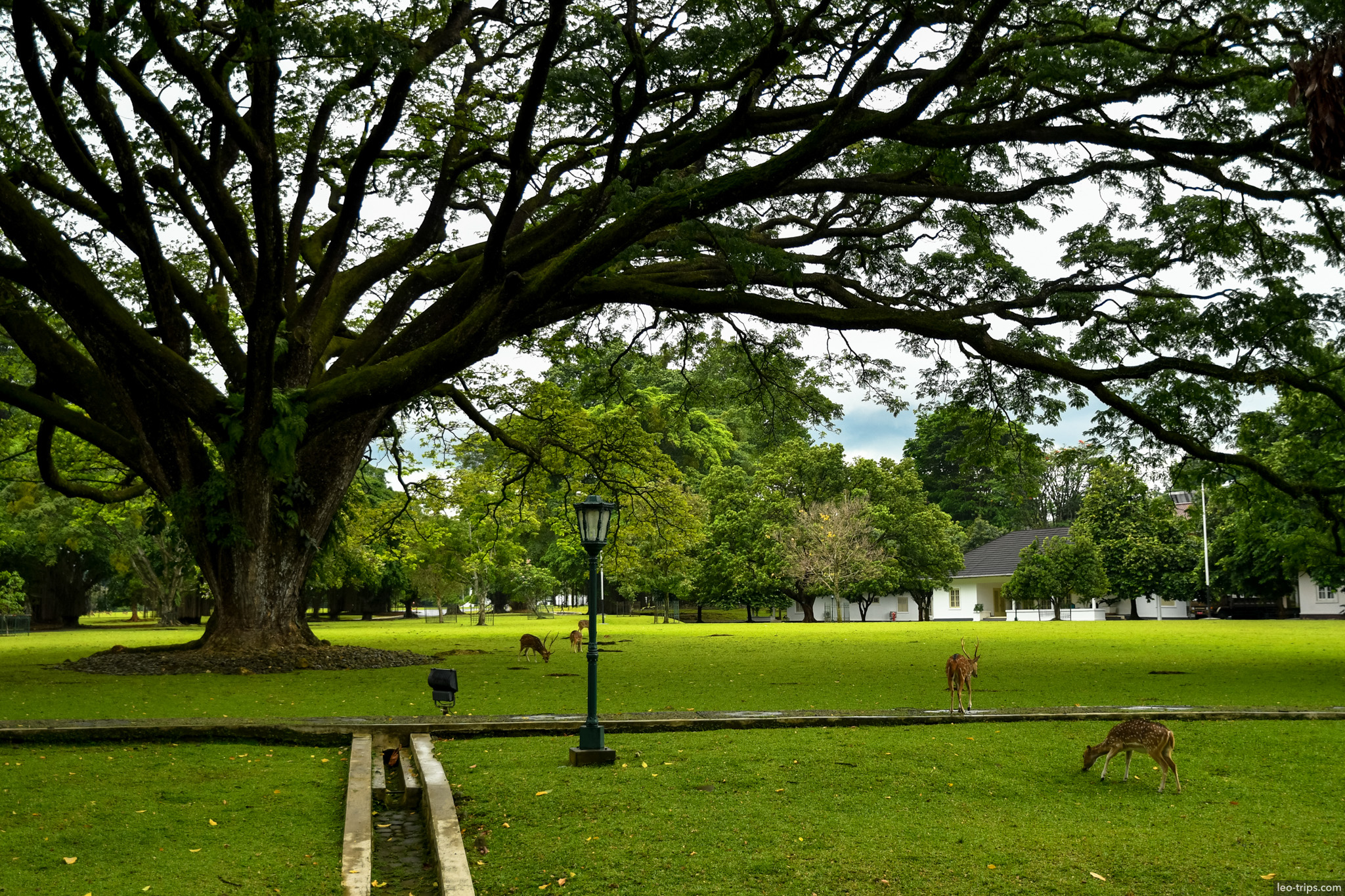 deer grazing under rain tree palace grounds bogor bogor