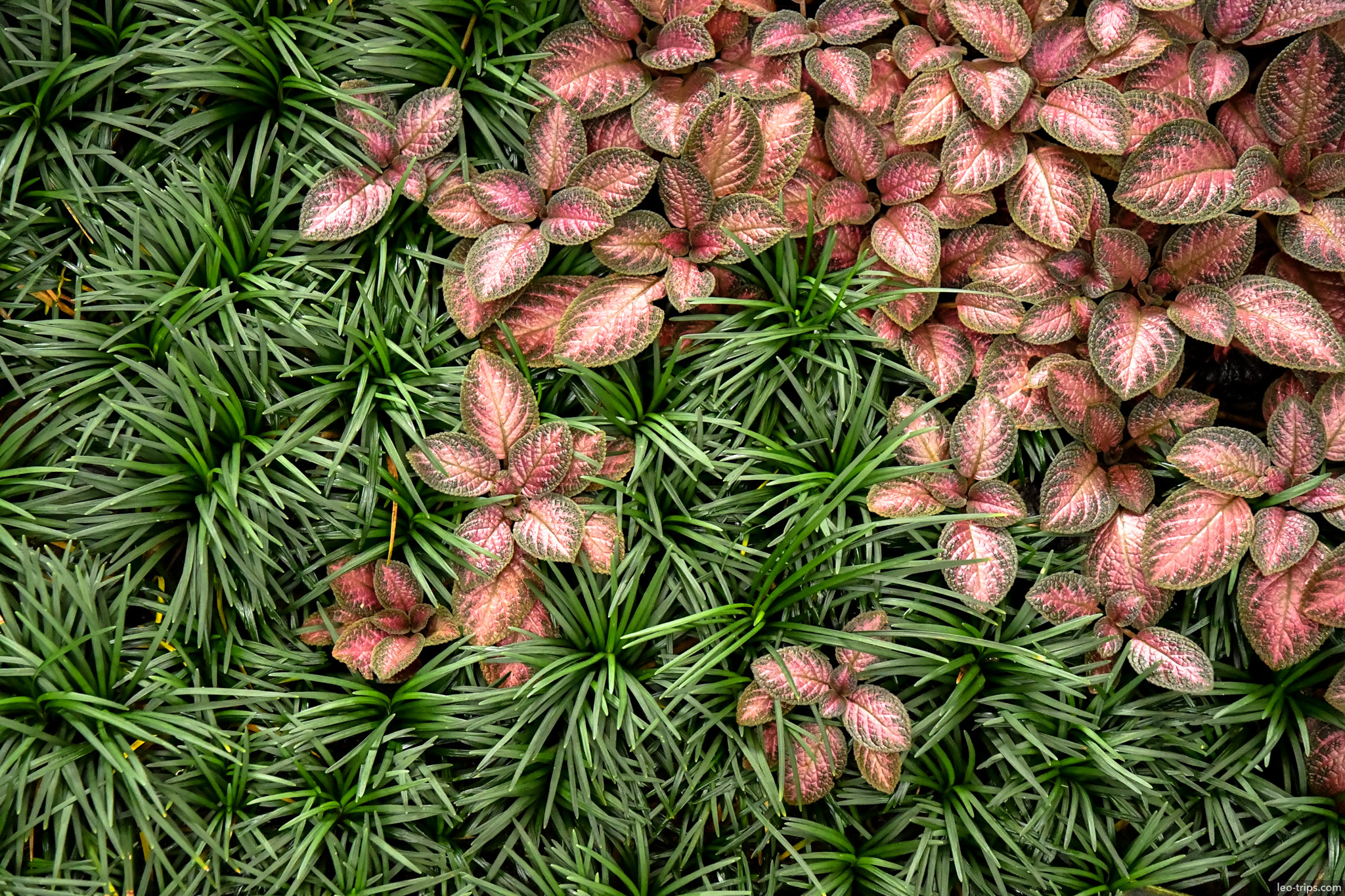 fittonia mondo grass ground cover closeup bogor bogor