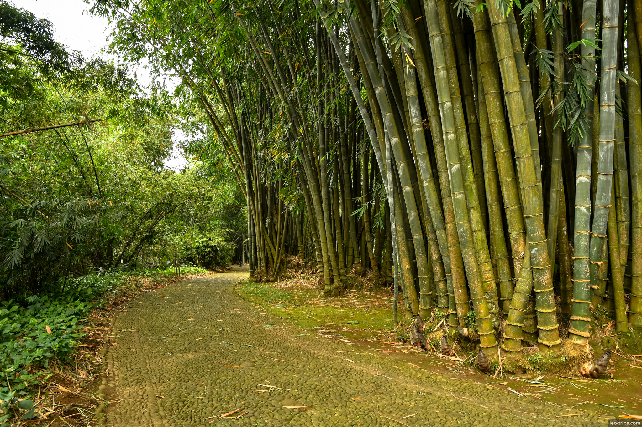 giant bamboo grove path bogor botanical garden bogor