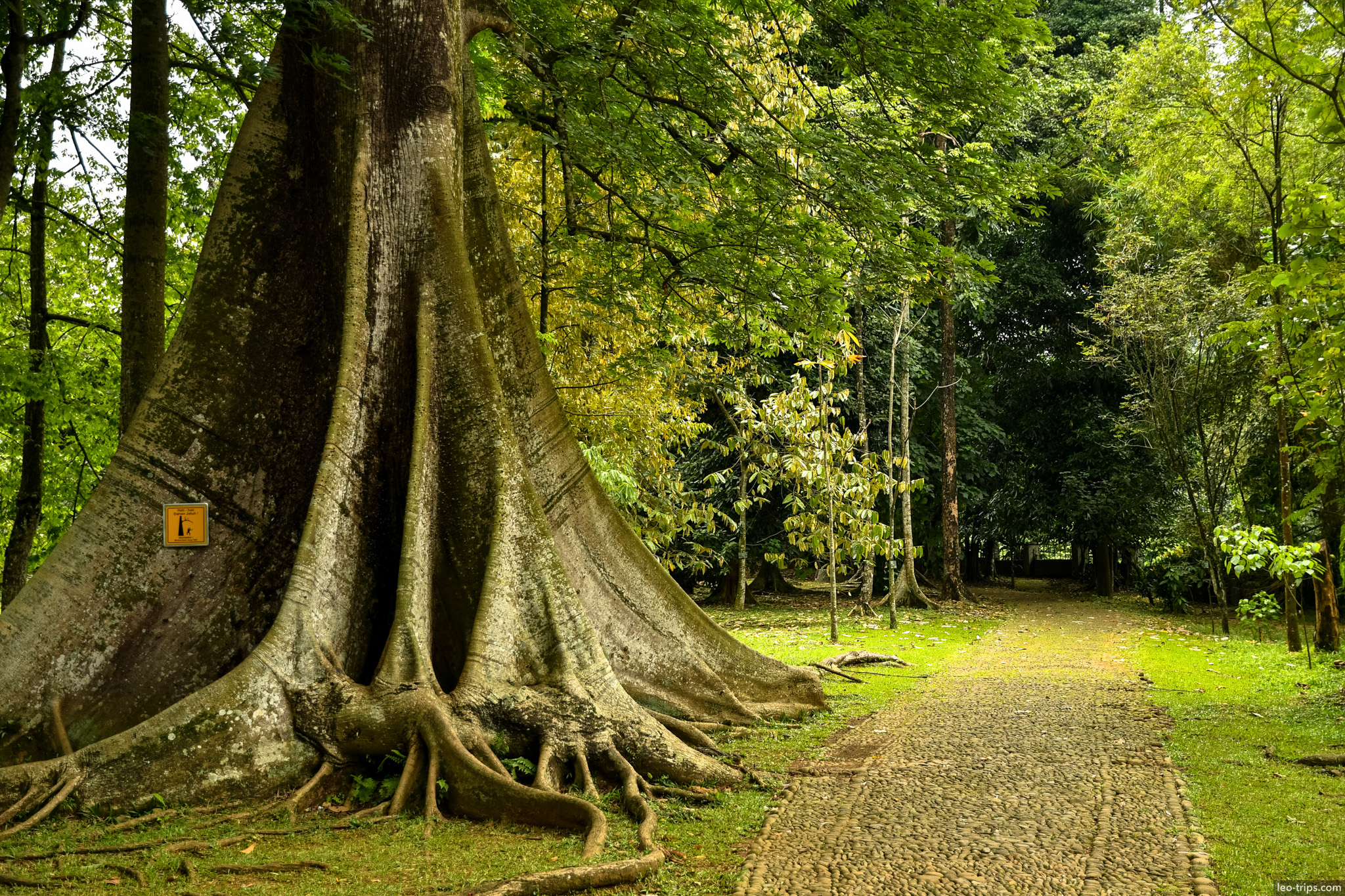 giant buttress root tree bogor botanical garden bogor