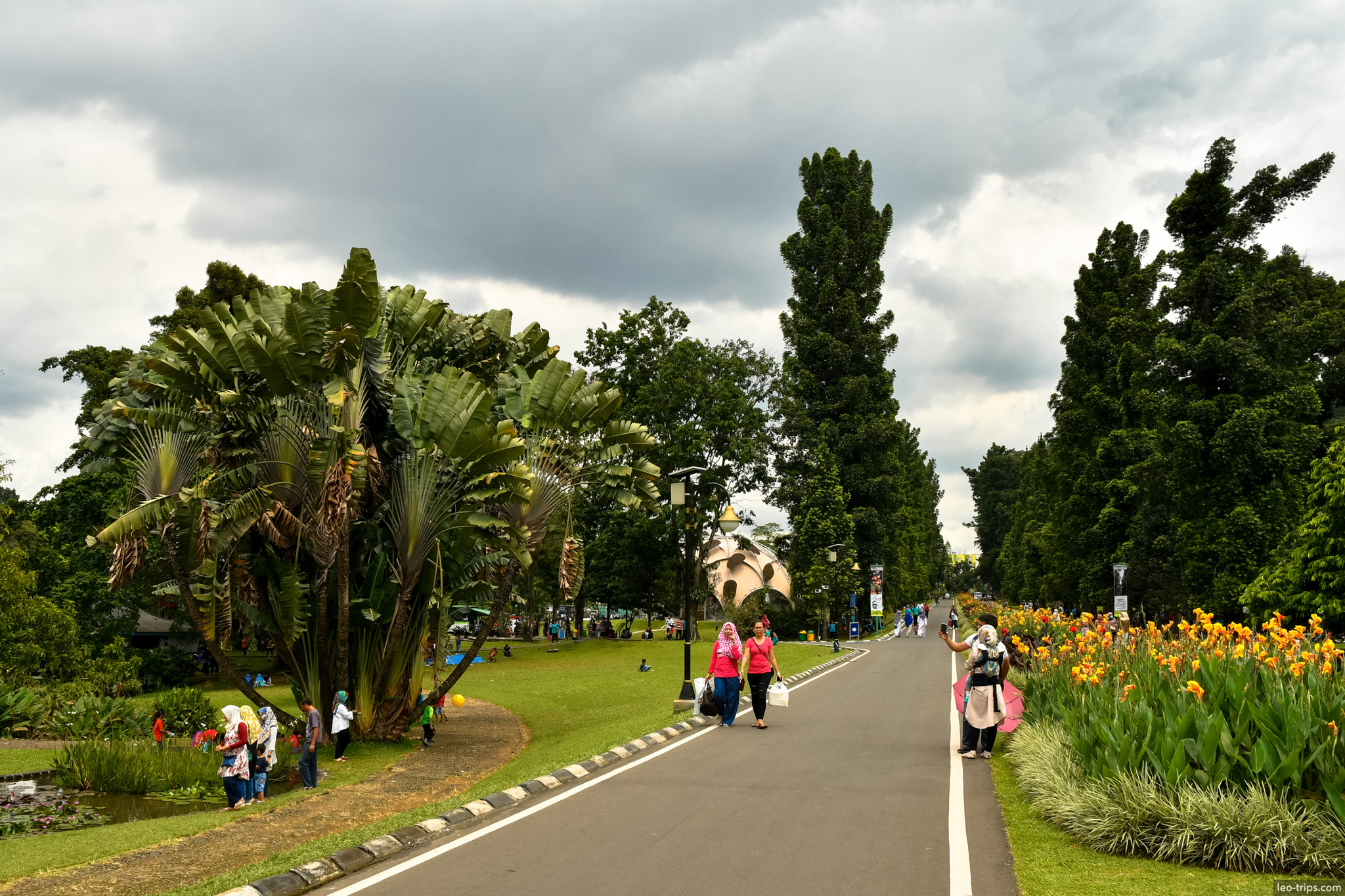 main avenue travellers palm bogor botanical garden bogor