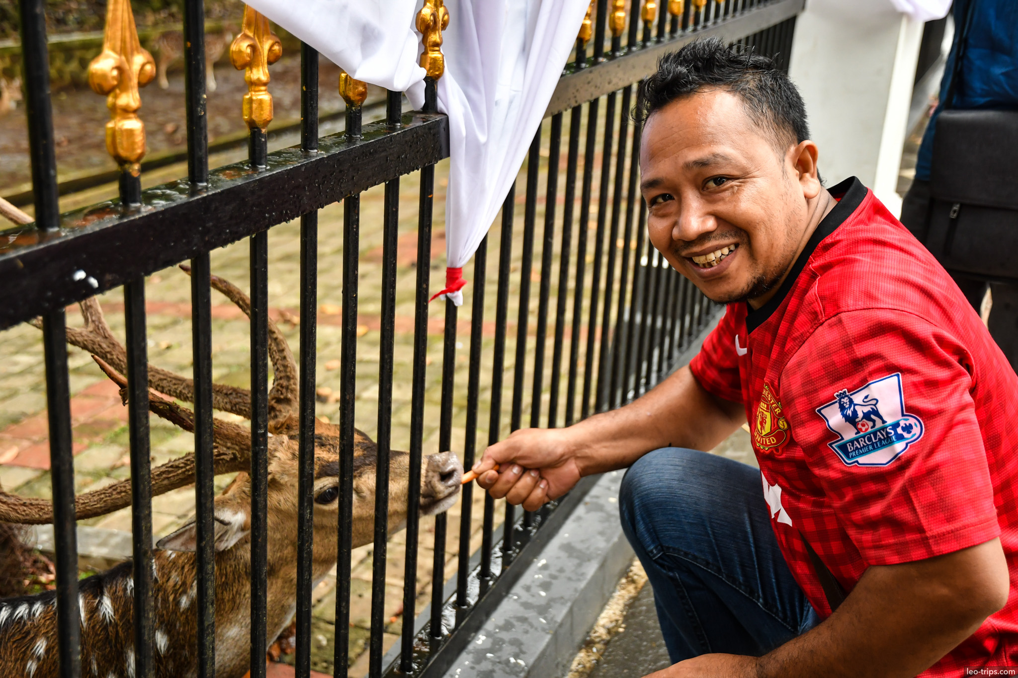man feeding deer through palace fence bogor bogor